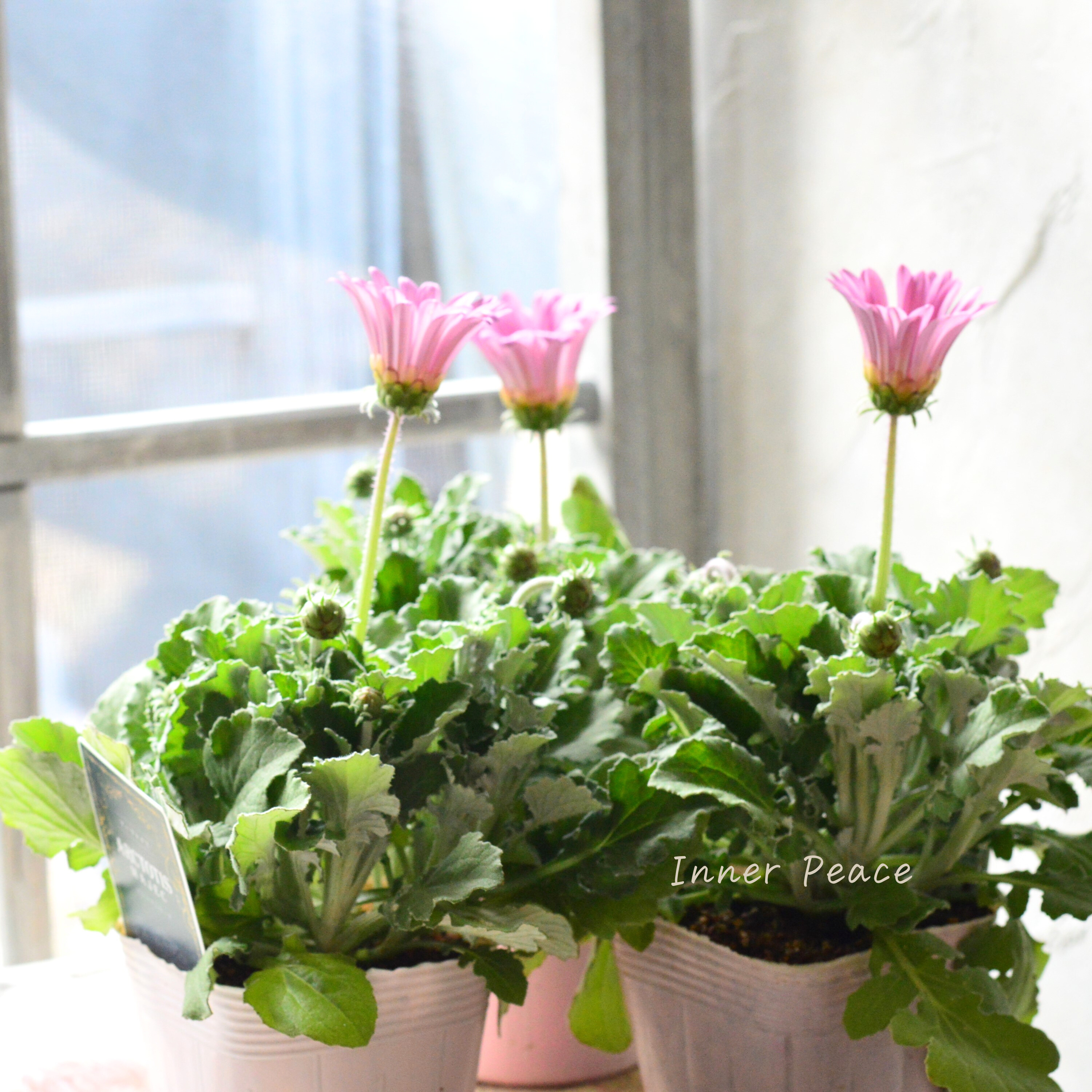 【かわいい】 アークトチス 『マジックシリーズ・ピンク』 3.5寸POT