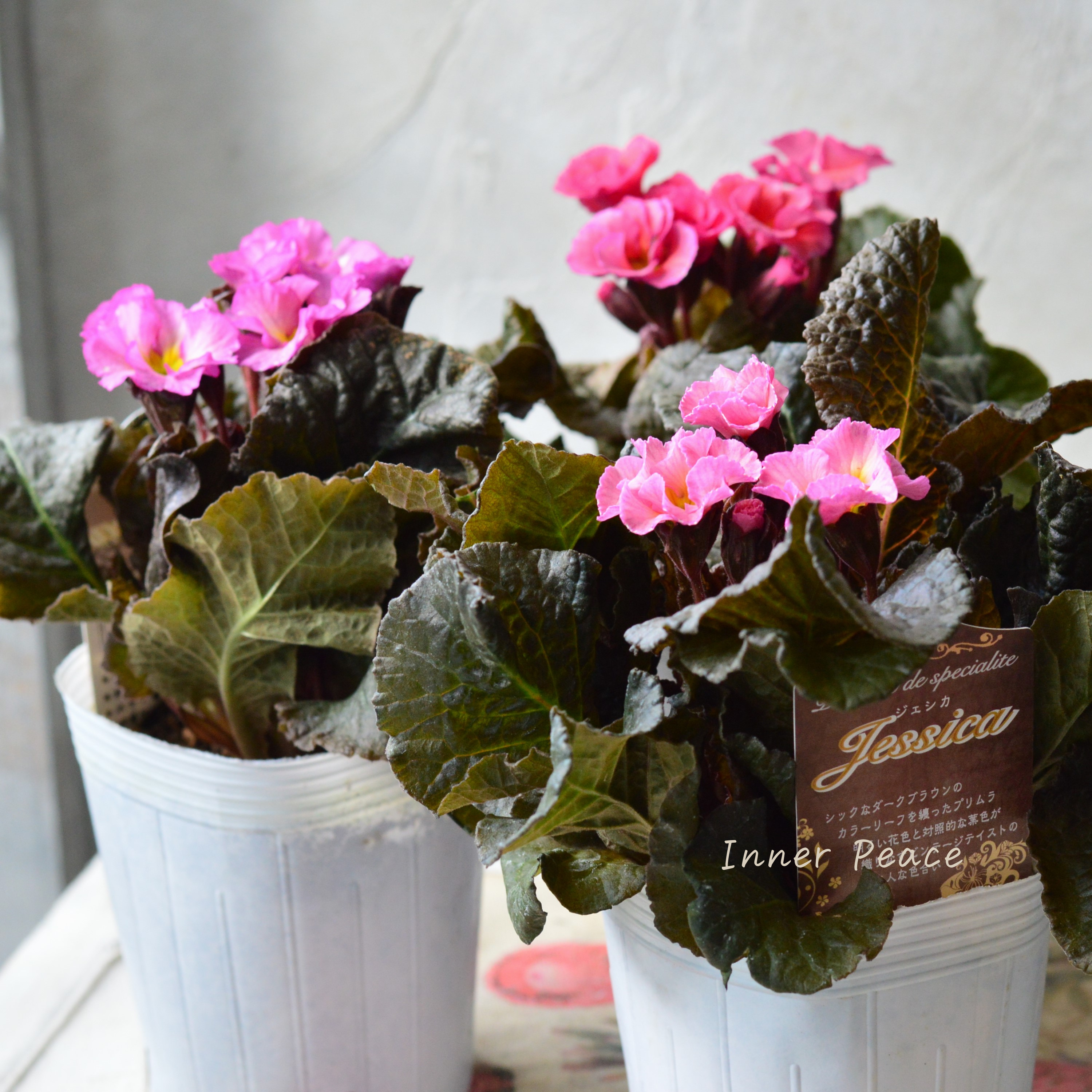 【松原園芸さん】 銅葉プリムラ 『ジェシカ・ピンク系』 3寸POT