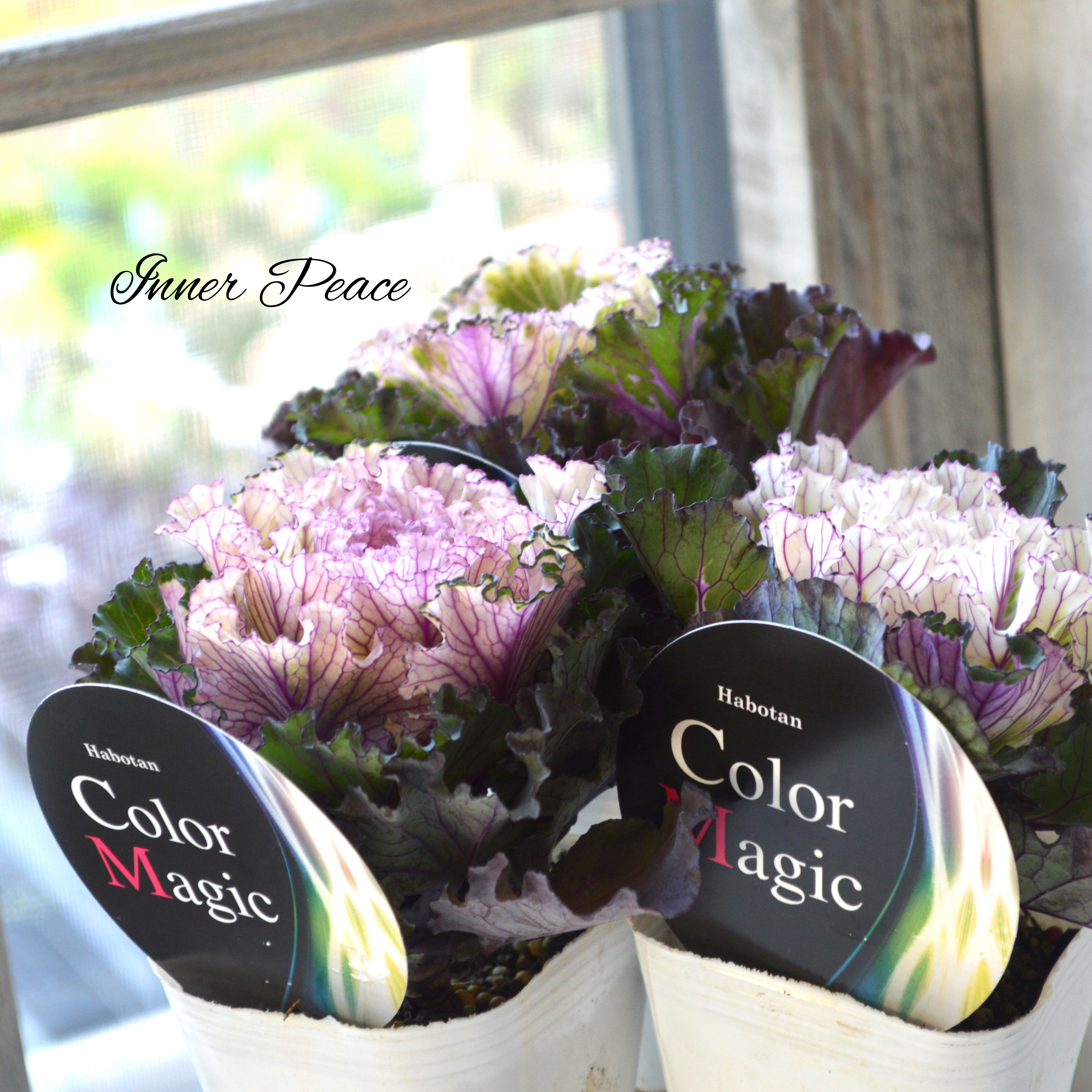 【美しい】 葉牡丹 『カラーマジック』 3寸POT