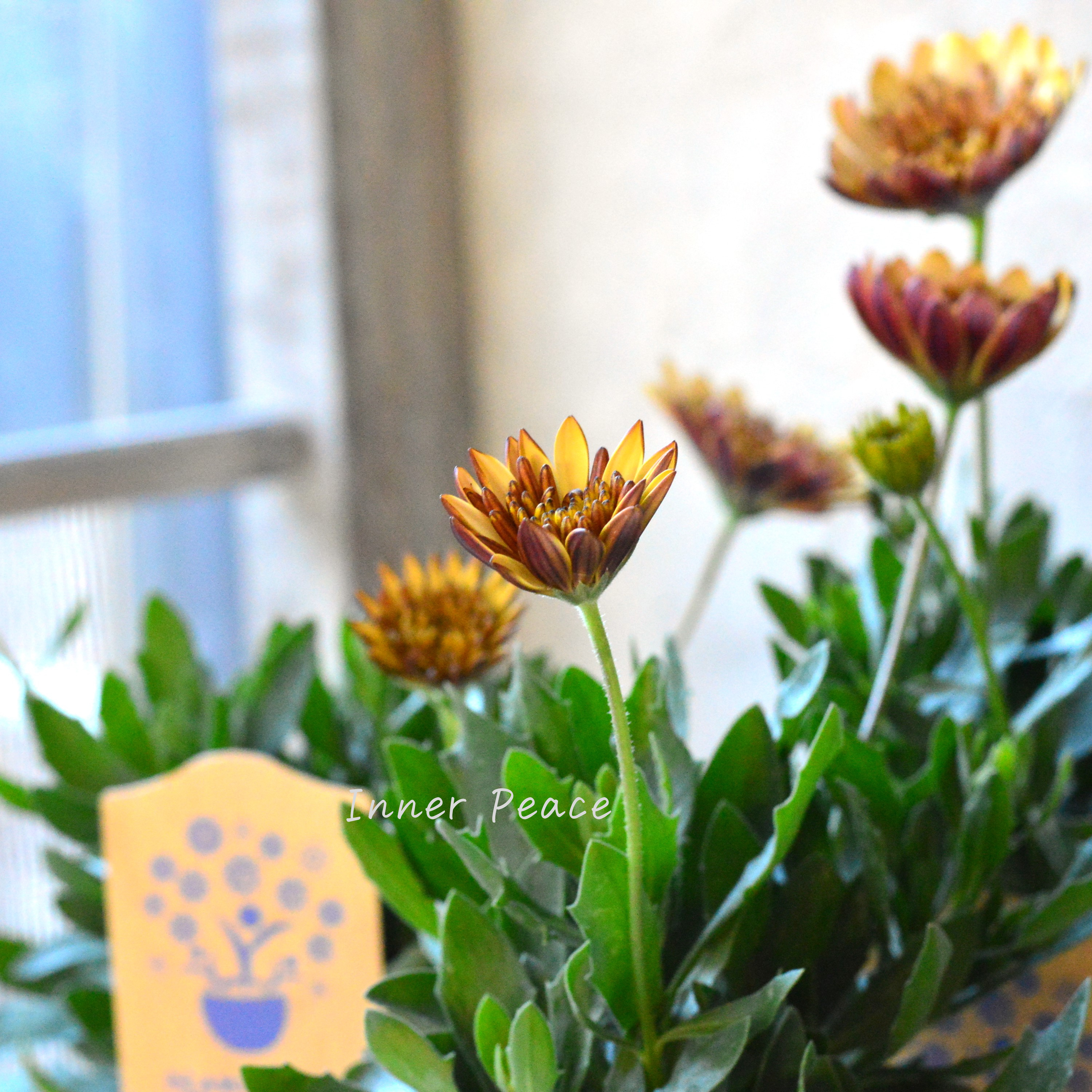 【希少】 ナラフラさんのオステオスペルマム 『モカラテ』 3寸ロングPOT