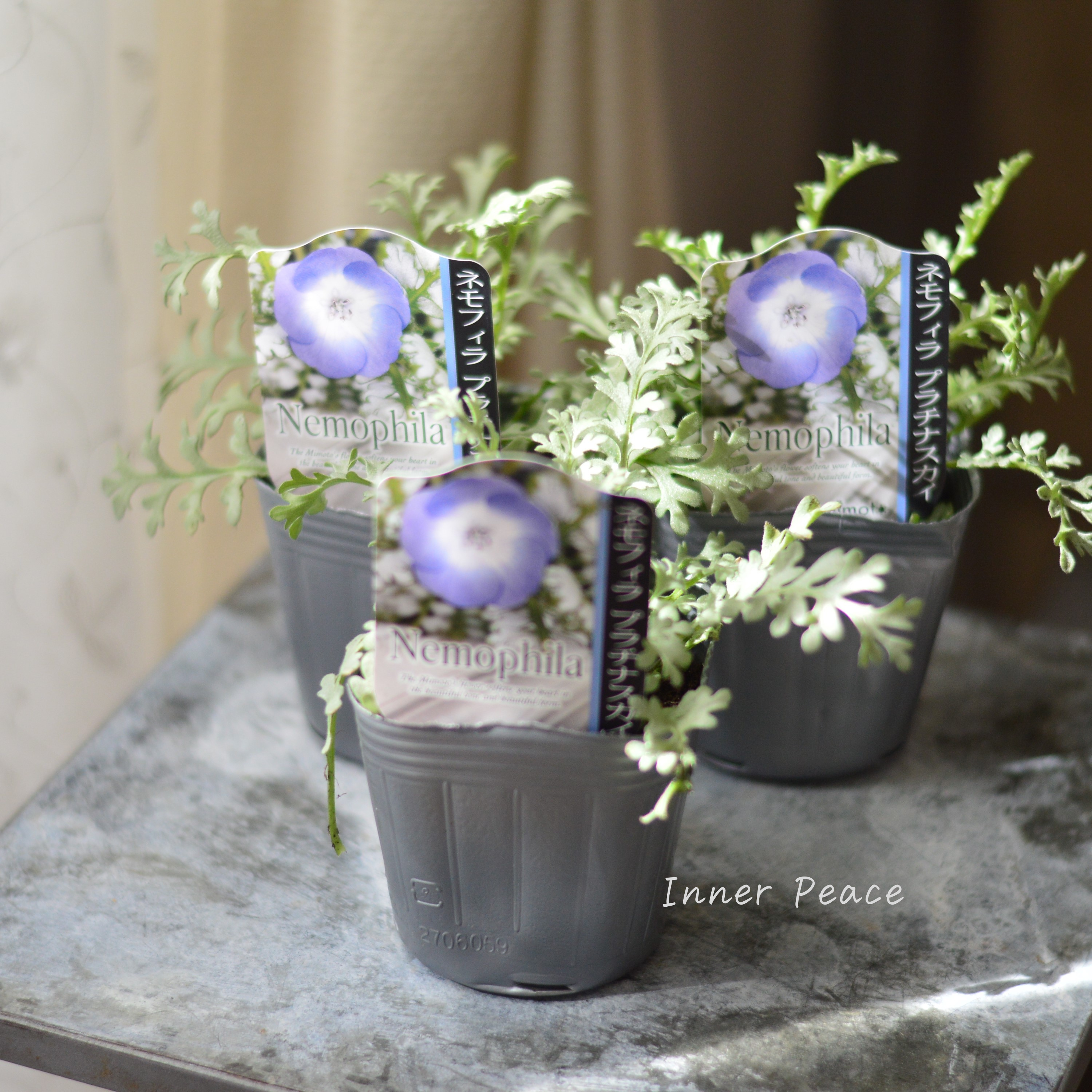 【見元園芸さん】 ネモフィラ 『プラチナスカイ』 植え込み用 3寸POT