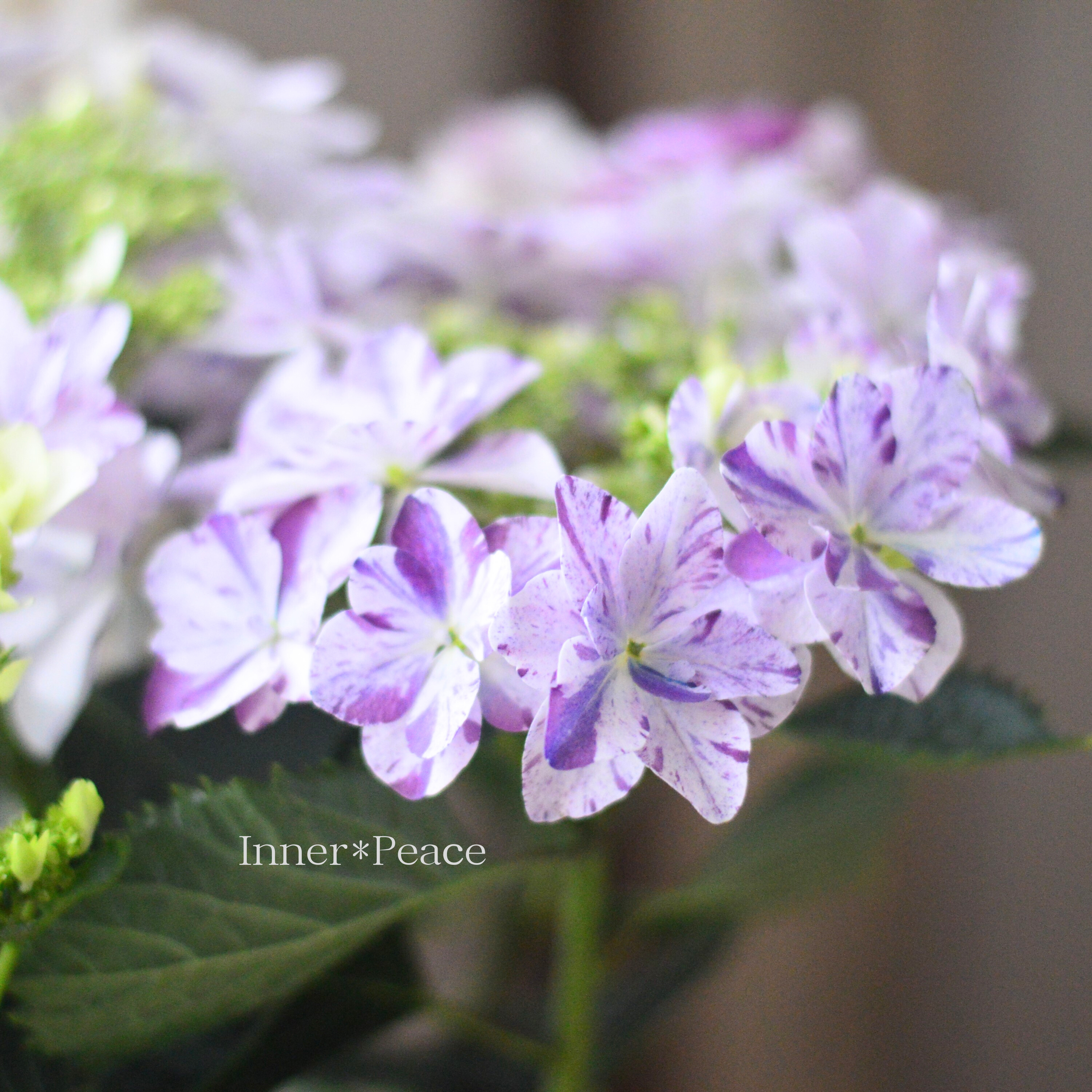 【美しい】 紫陽花 『衣純千織(イズミチオリ)・ブルー』 5号鉢