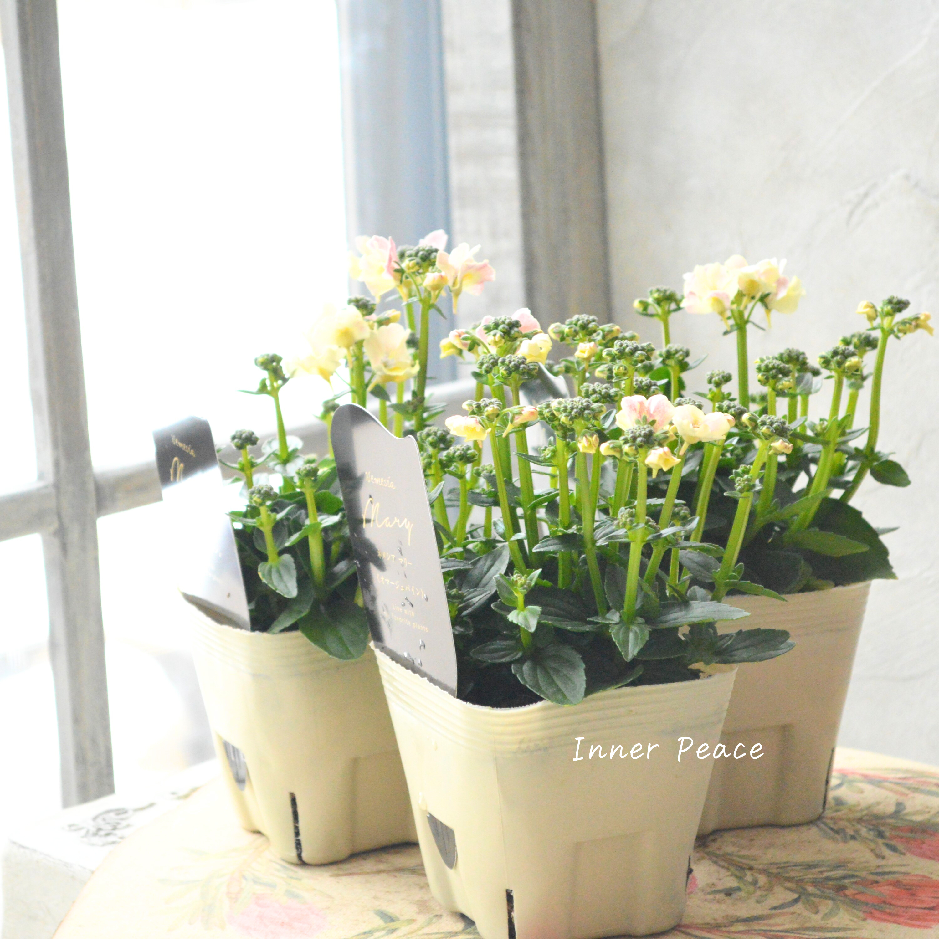 【花芳さん】 ネメシア 『マリー・オマージュパイン』 3.5寸POT