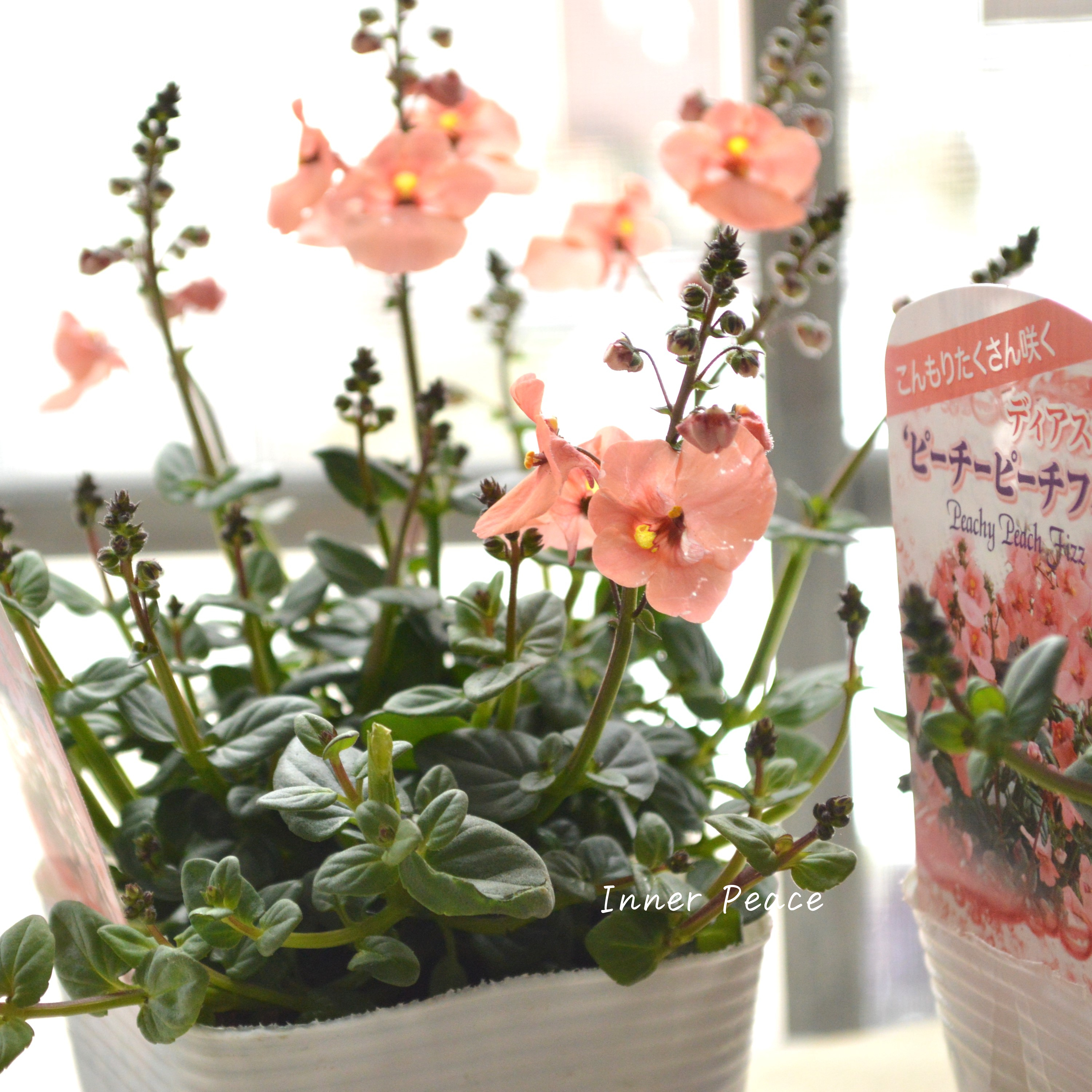 【かわいい】 ディアスシア 『ピーチーピーチフィズ』 3.5寸POT