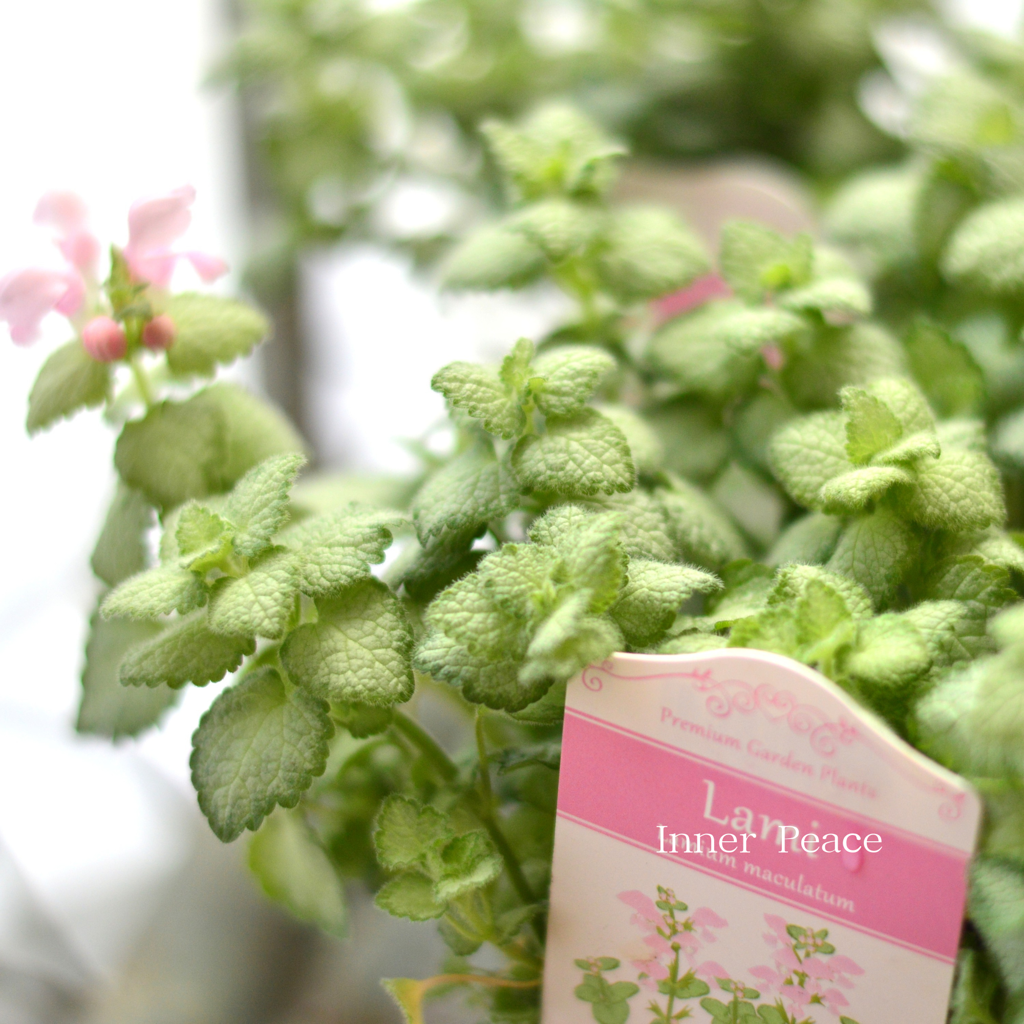 【寄せ植えに】 ラミウム 『ラミ』 2.5寸POT