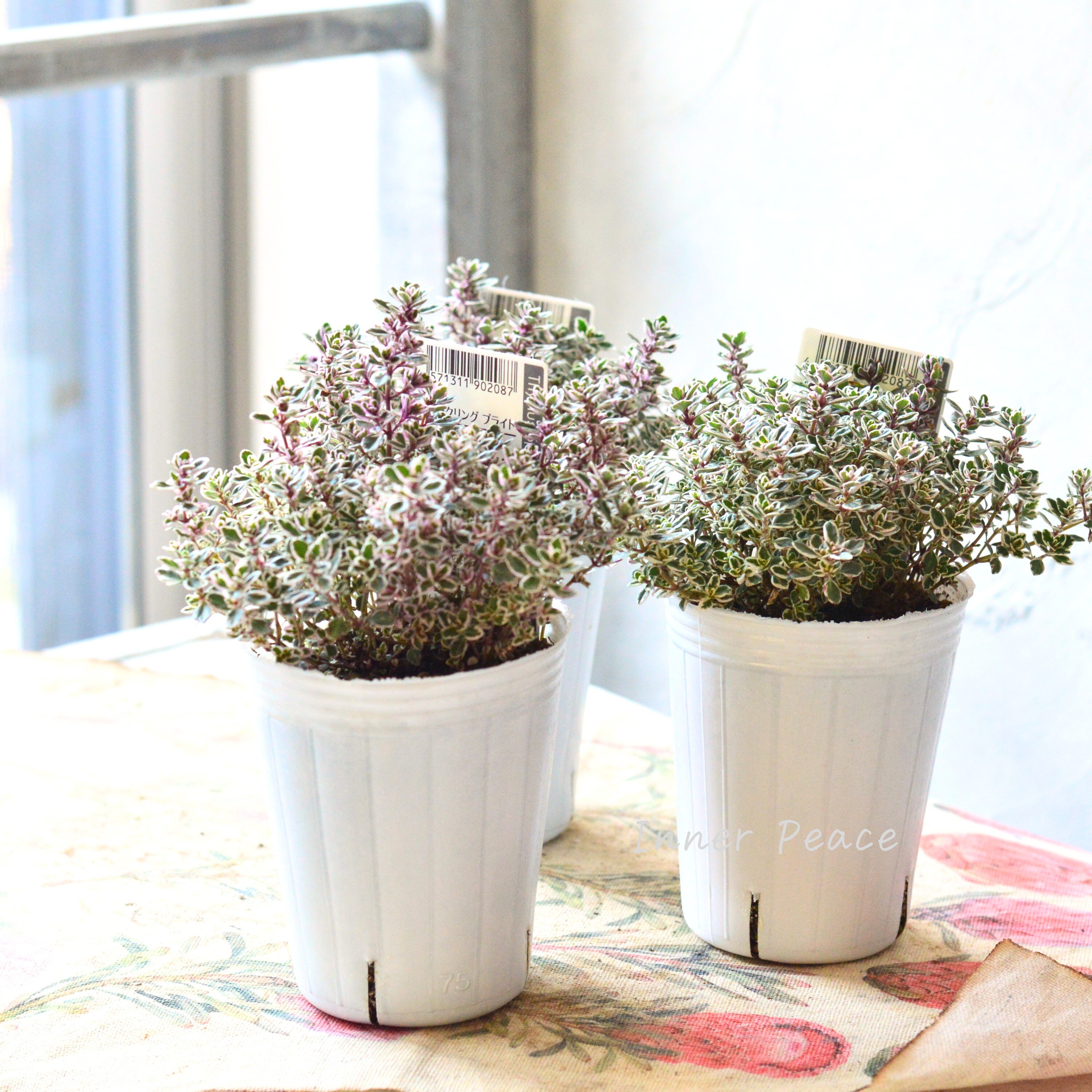 【寄せ植えに】 タイム 『スパークリング ブライト』 2.5寸ロングPOT