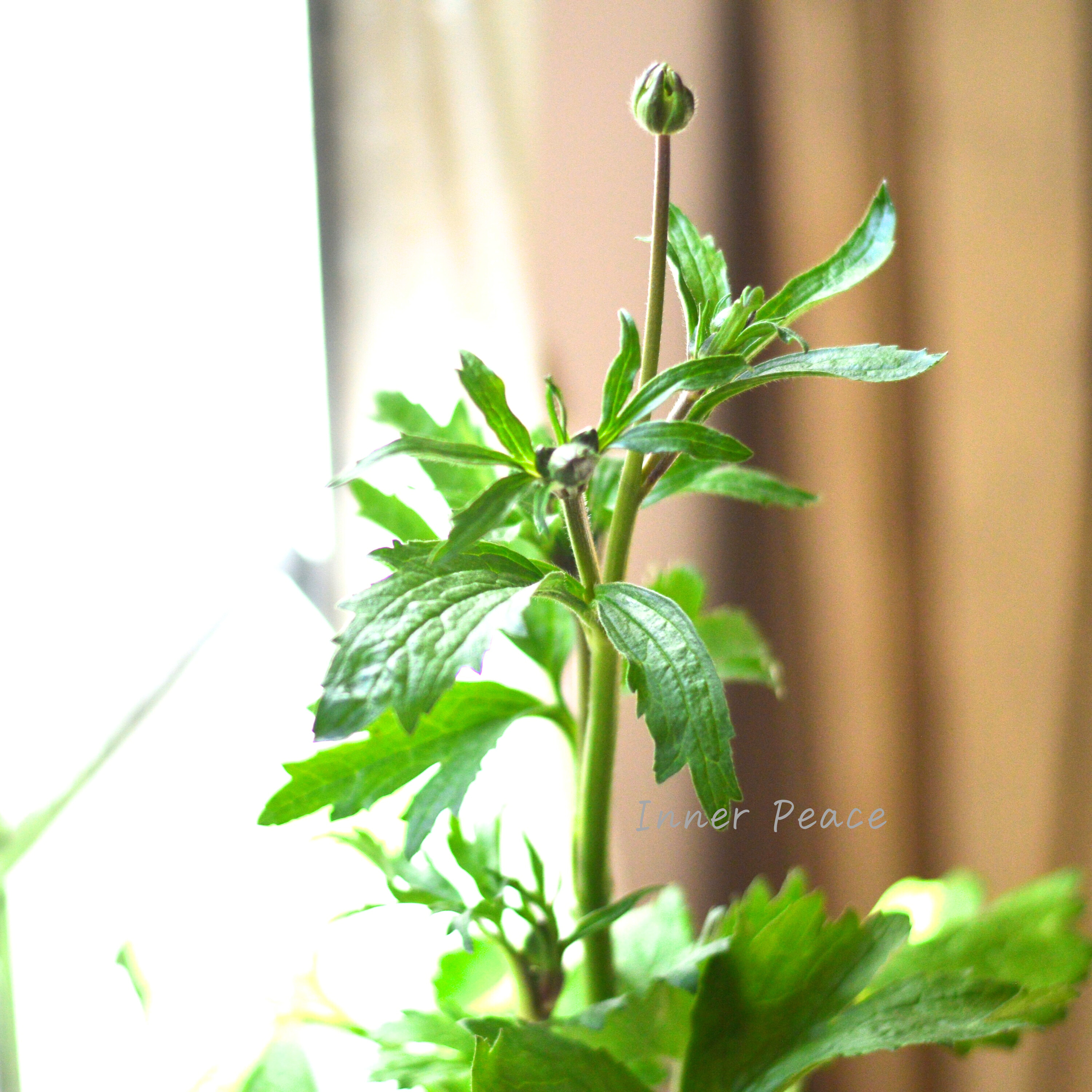 【美しい】 ラナンキュラス・ラックス 『アイオリア』 3.5寸POT