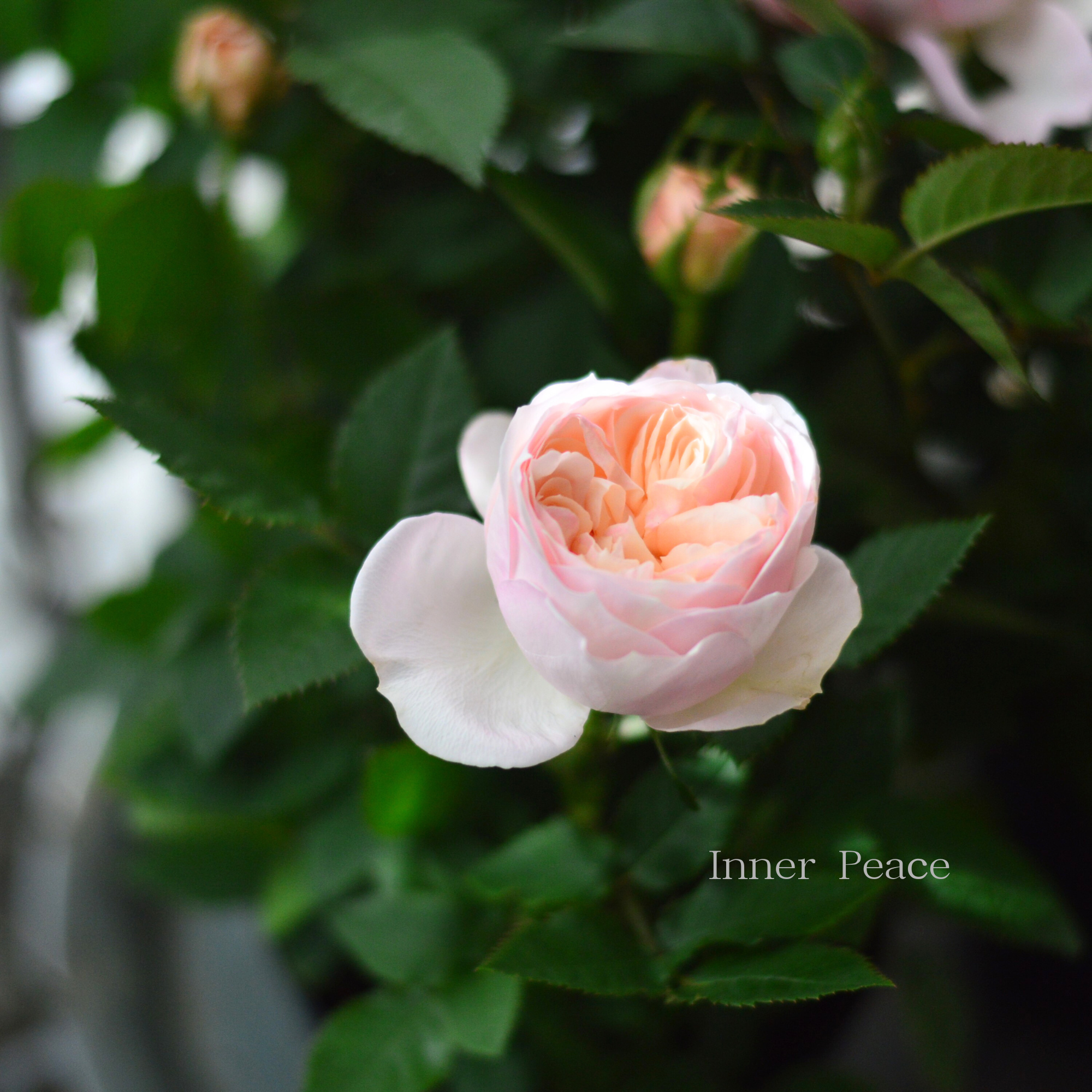 【大輪】 ミニ薔薇 『フジサン・フォーエバー』 4寸プラ鉢