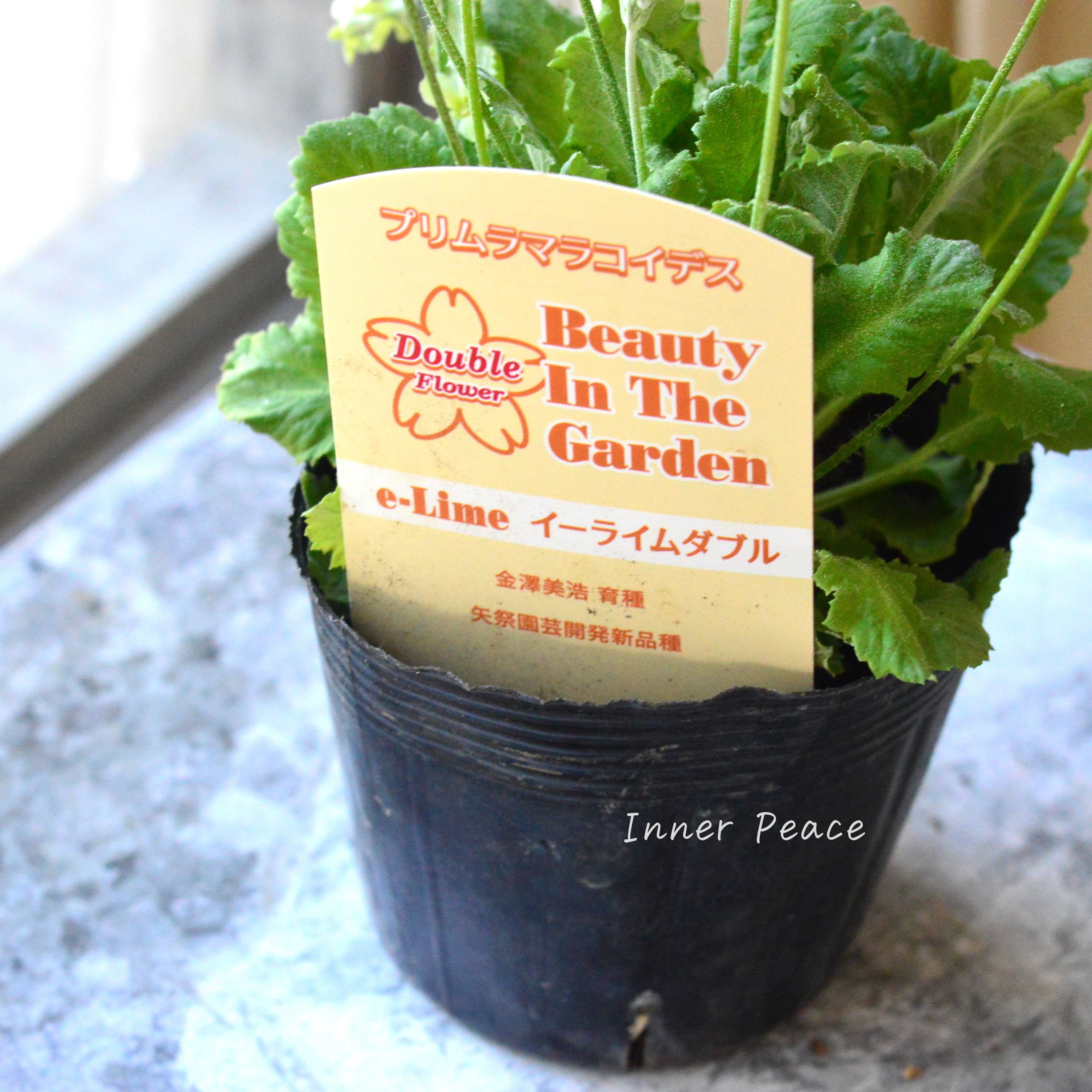 【可憐】 プリムラ マラコイデス 『イーライムダブル』 3.5寸POT