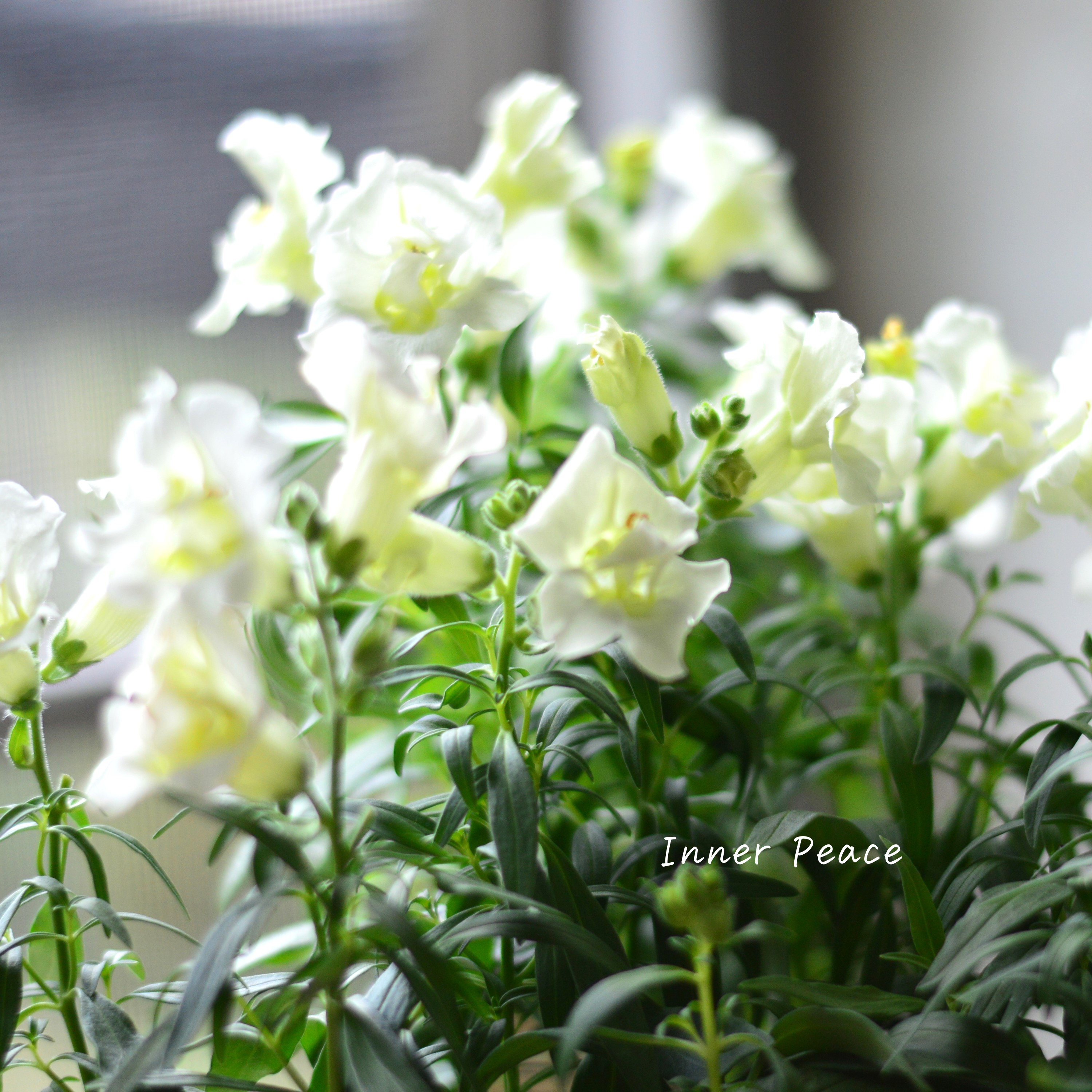 【かわいい】 キンギョソウ・トゥイニー 『ホワイト』 3寸ロングPOT