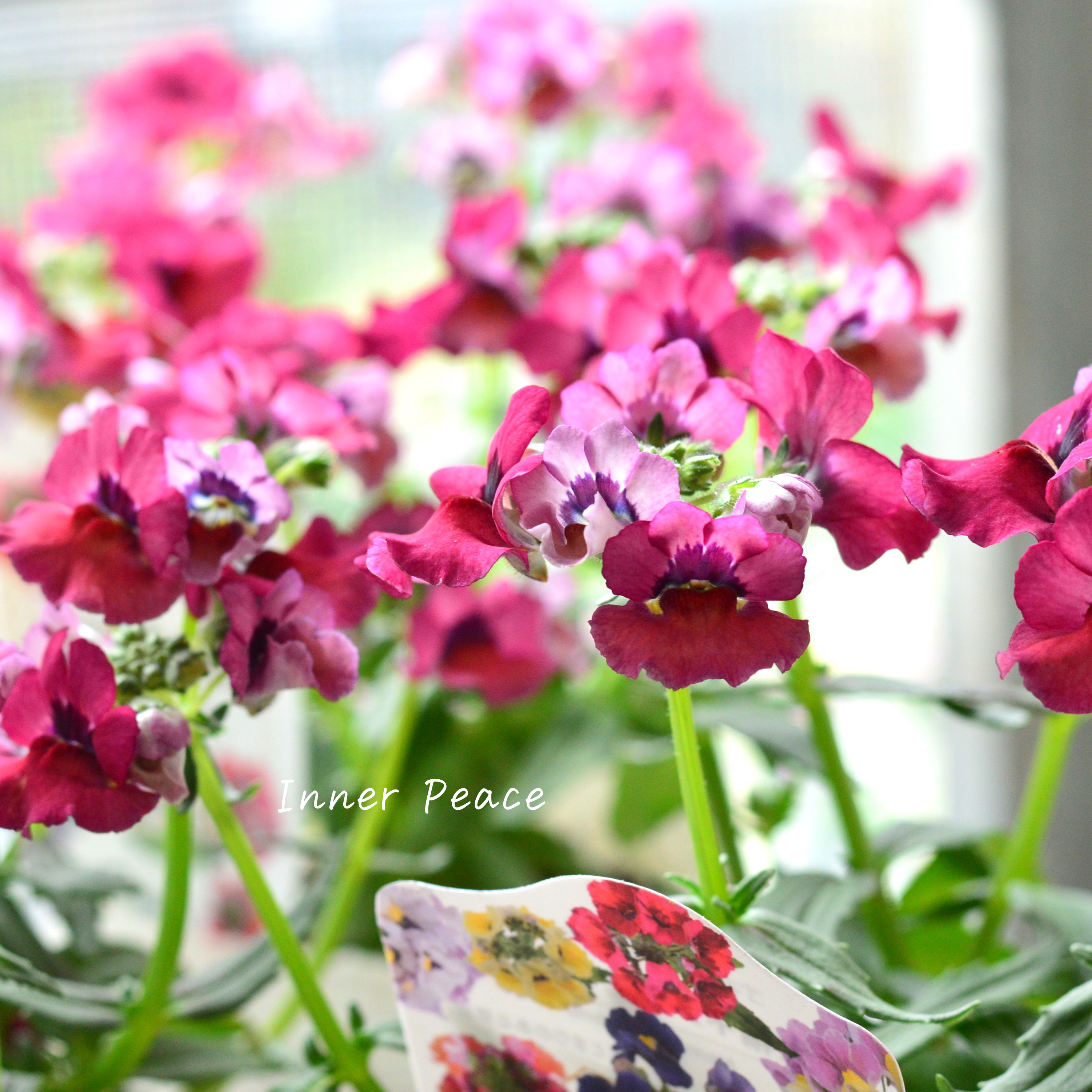 【宿根】 大輪ネメシア・ネシア 『マゼンタ』 3.5寸POT