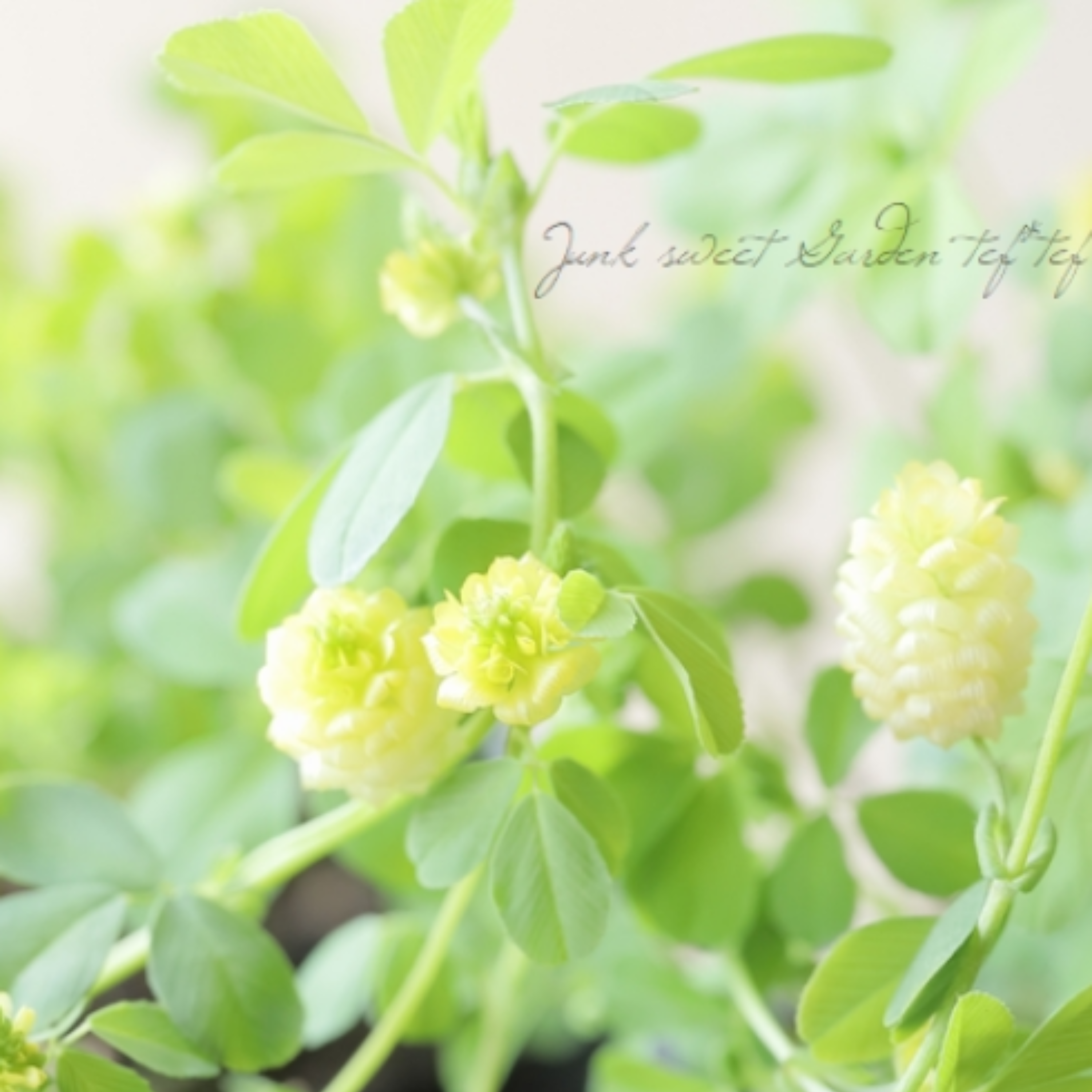 【かわいい】 トリフォニウム 『イエローリボン』 3寸POT