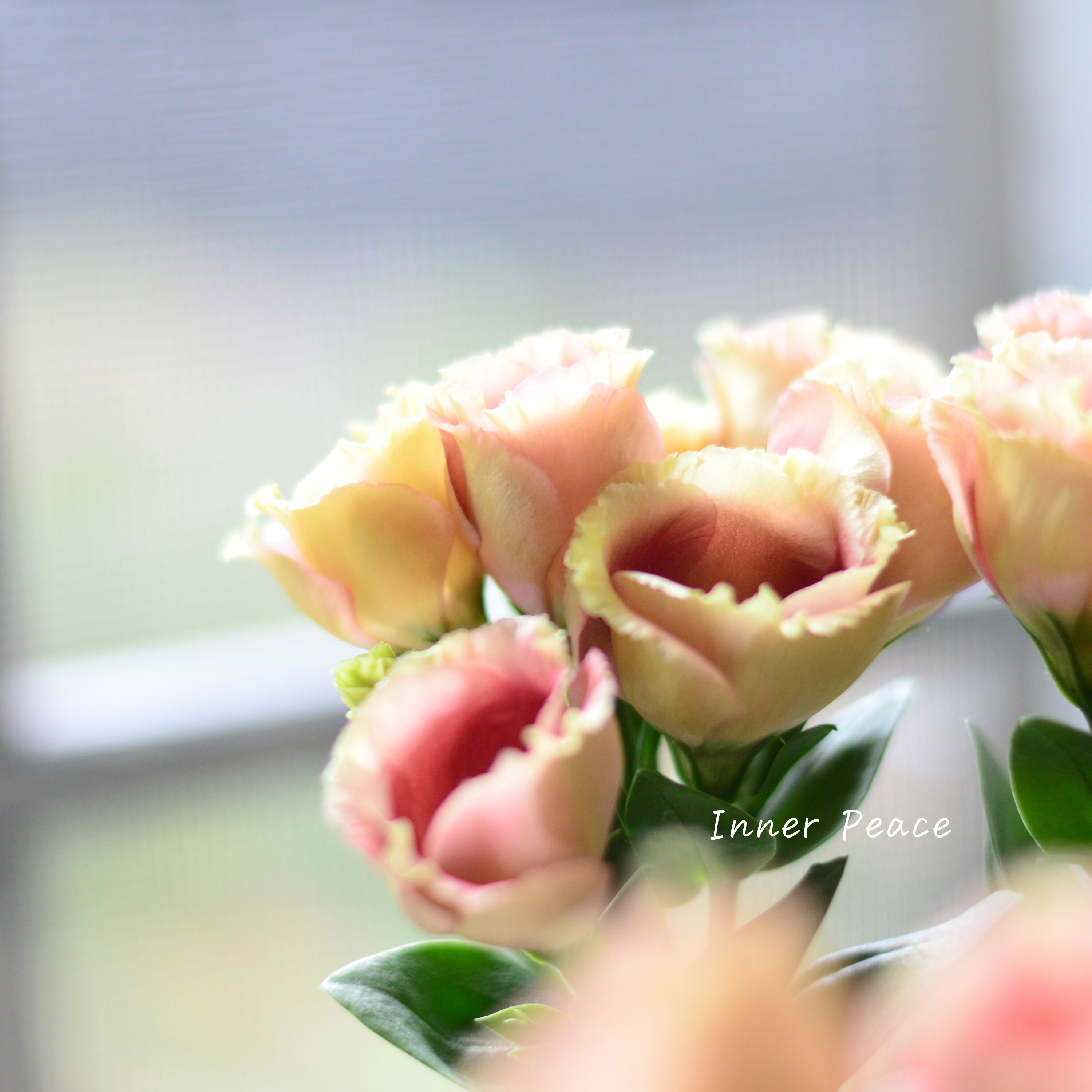 【美しい】 トルコギキョウ 『プッチーノチョコ』 2.5~3寸POT