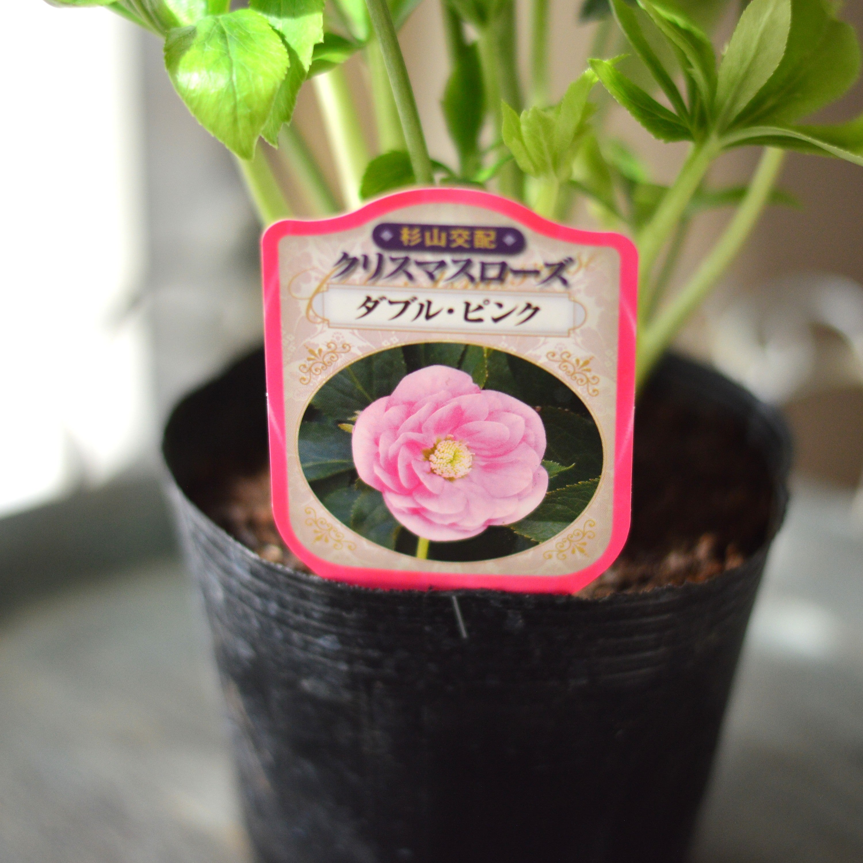 【杉光園芸さん】 クリスマスローズ 『ダブル・ピンク』 4寸POT