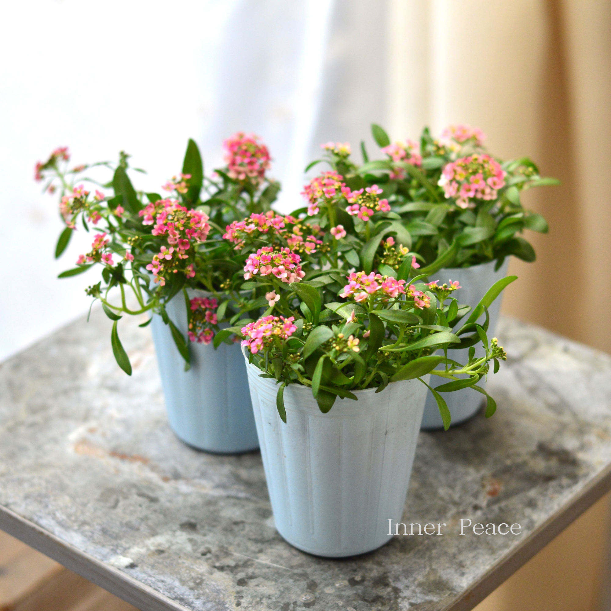 【寄せ植えに】 スイートアリッサム 『アプリコット』 2.5寸POT