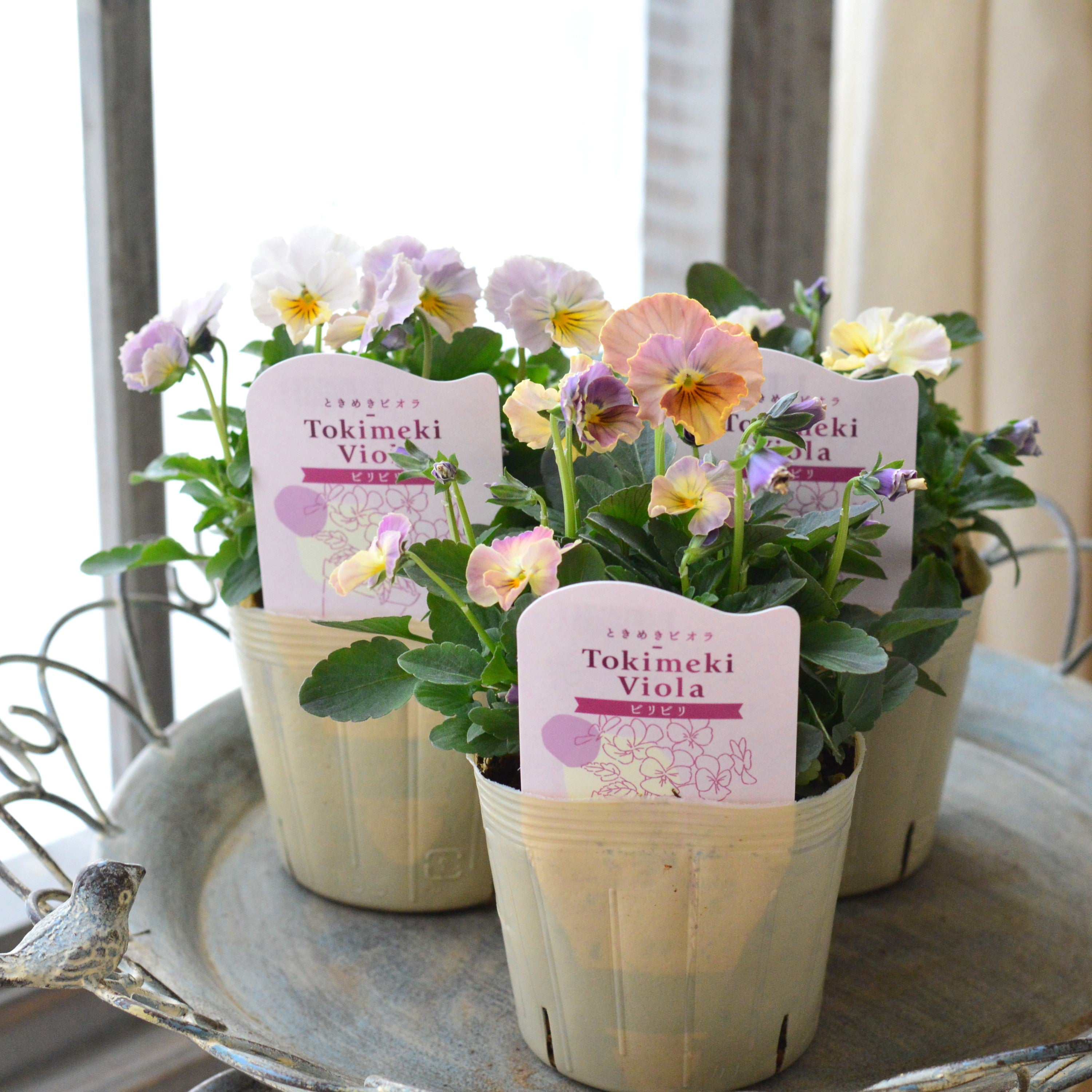 【奥田園芸さん】 ときめきビオラ 『ビリビリ』 3.5寸POT