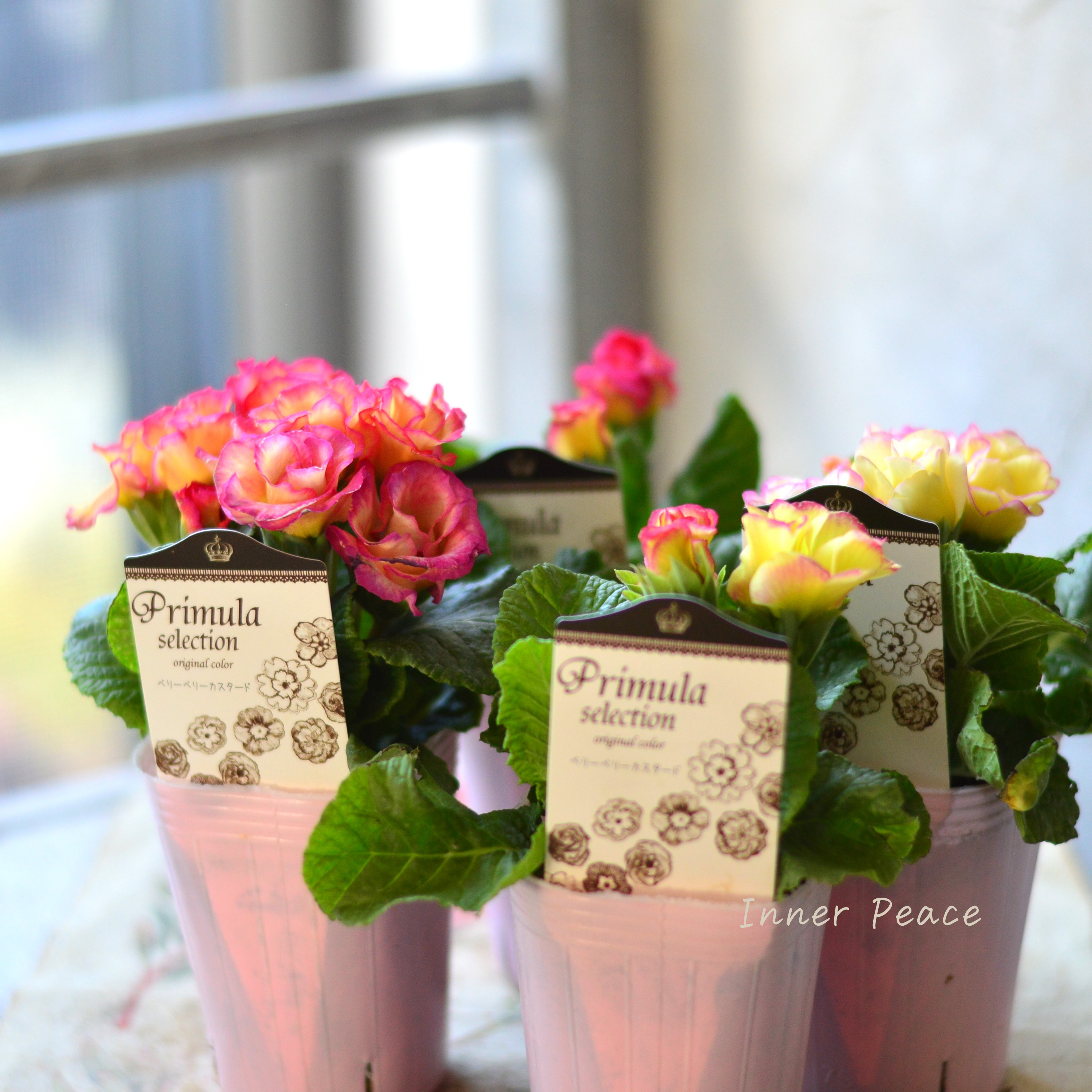 【k-plantsさん】 バラ咲き プリムラ 『ベリーベリーカスタード』 2.5寸ロングPOT