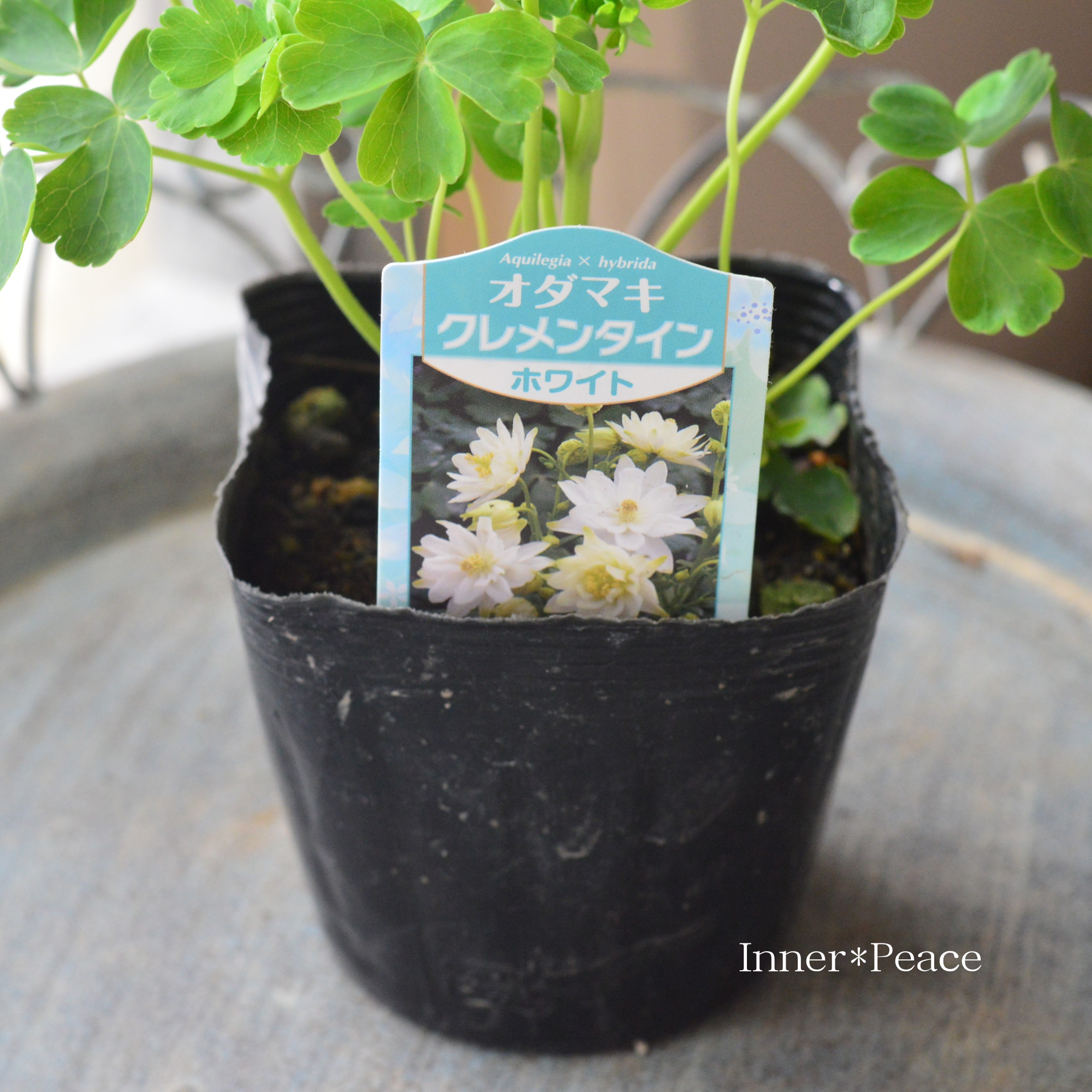 【八重咲き】 オダマキ・クレメンタイン 『ホワイト』 3.5寸POT