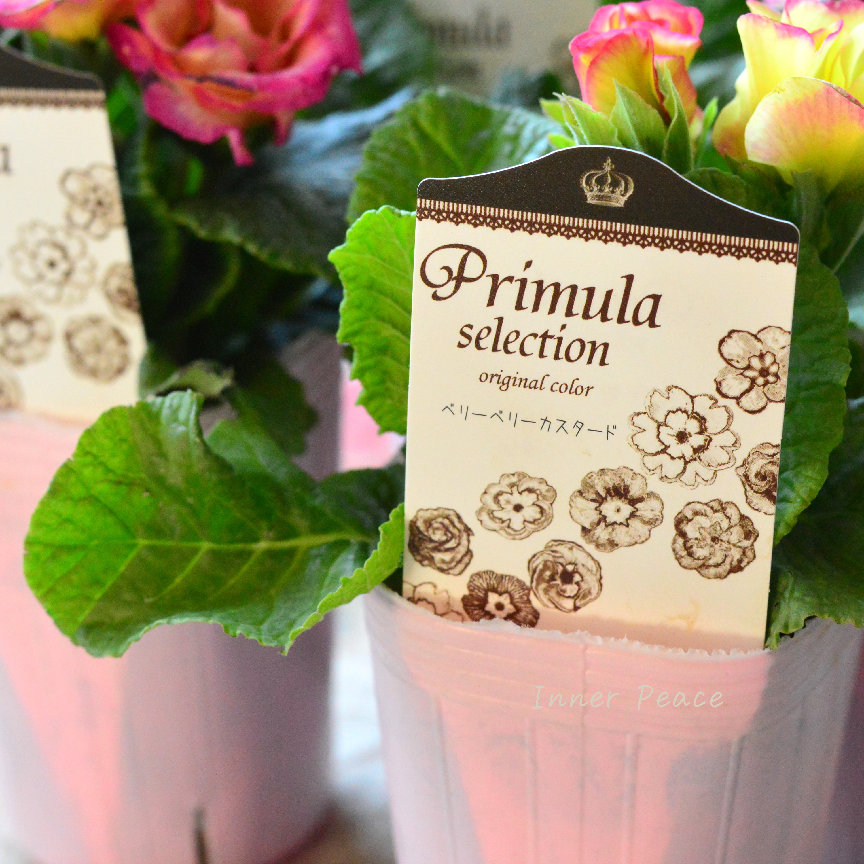 【k-plantsさん】 バラ咲き プリムラ 『ベリーベリーカスタード』 2.5寸ロングPOT