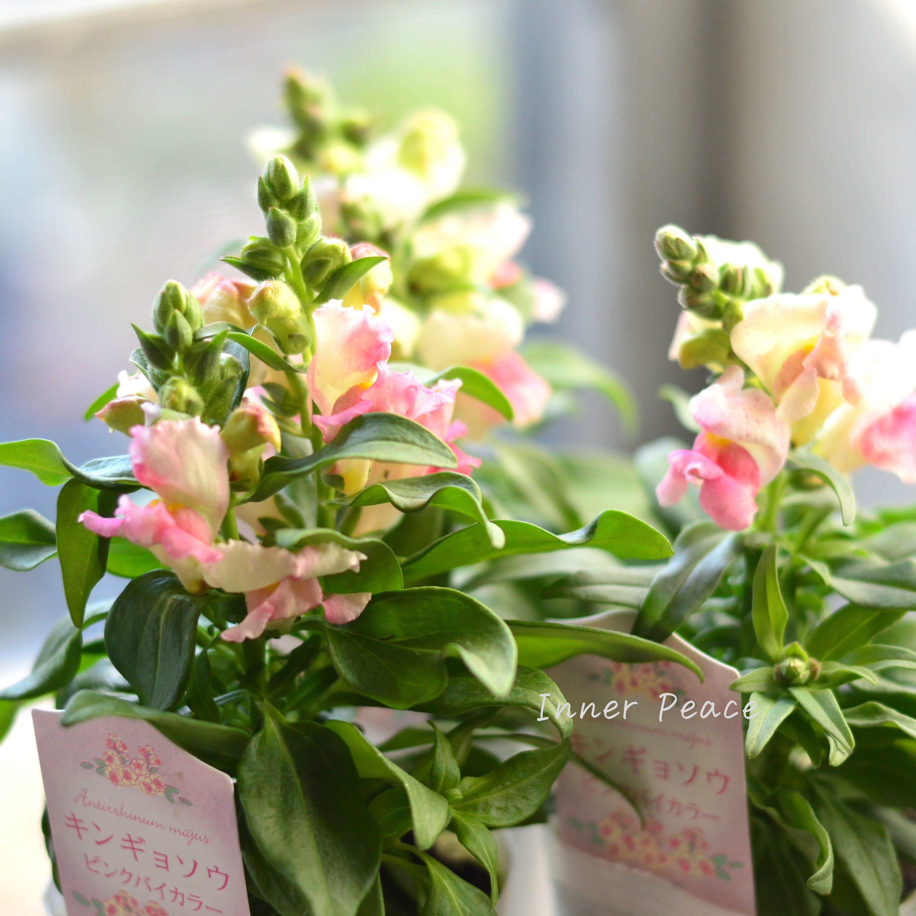 【かわいい】 キンギョソウ 『キャンディートップス・ピンクバイカラー』 3寸ロングPOT