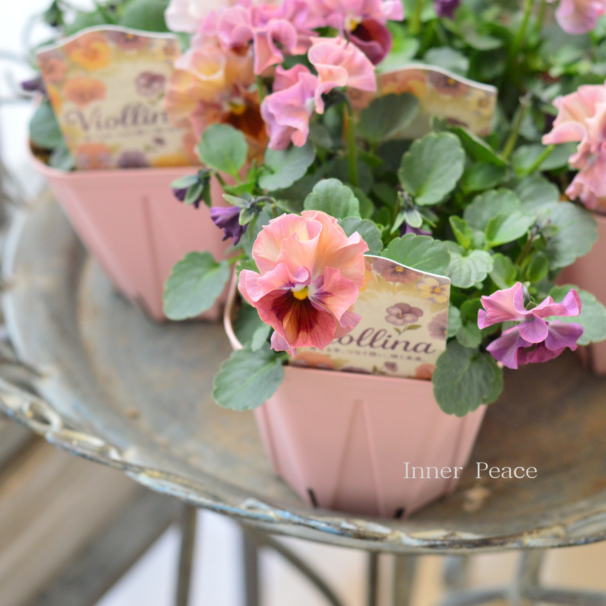 【かわいい】 ビオラ 『ビオリーナ』 3.5寸硬質POT