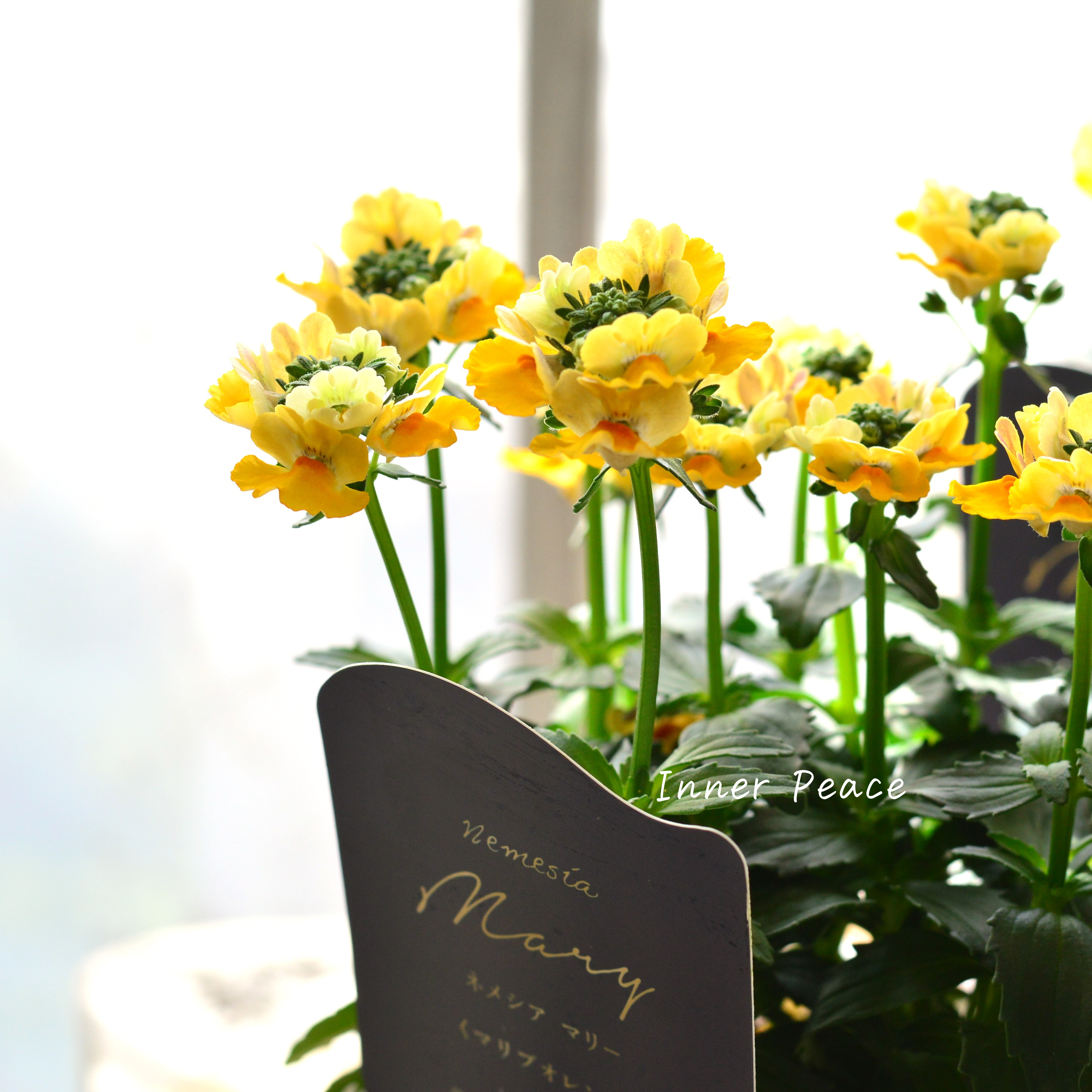 【花芳さん】 ネメシア 『マリー・マリブオレンジ』 3.5寸POT