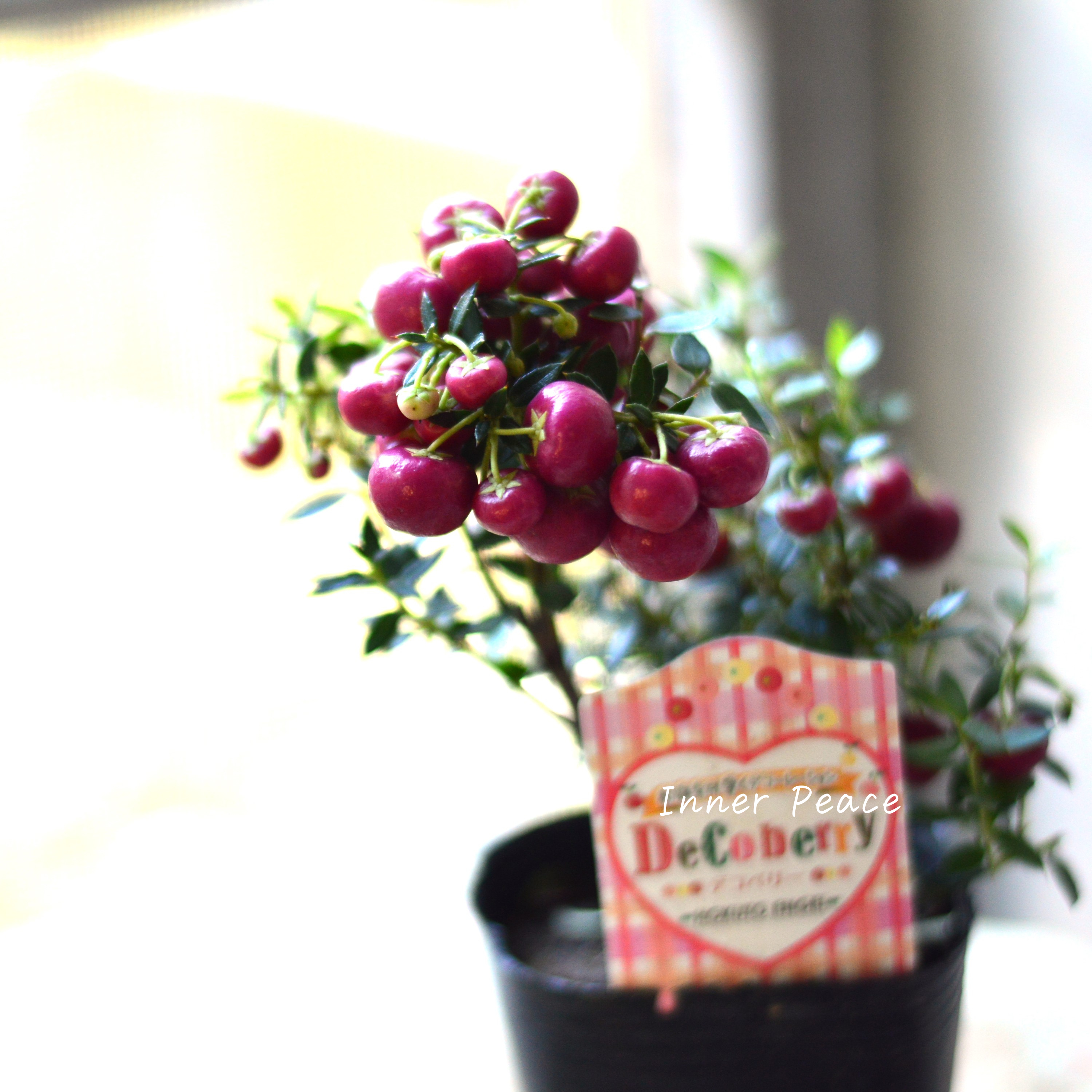 【かわいい】 デコベリー(ペルネッチア) レッド 3寸POT