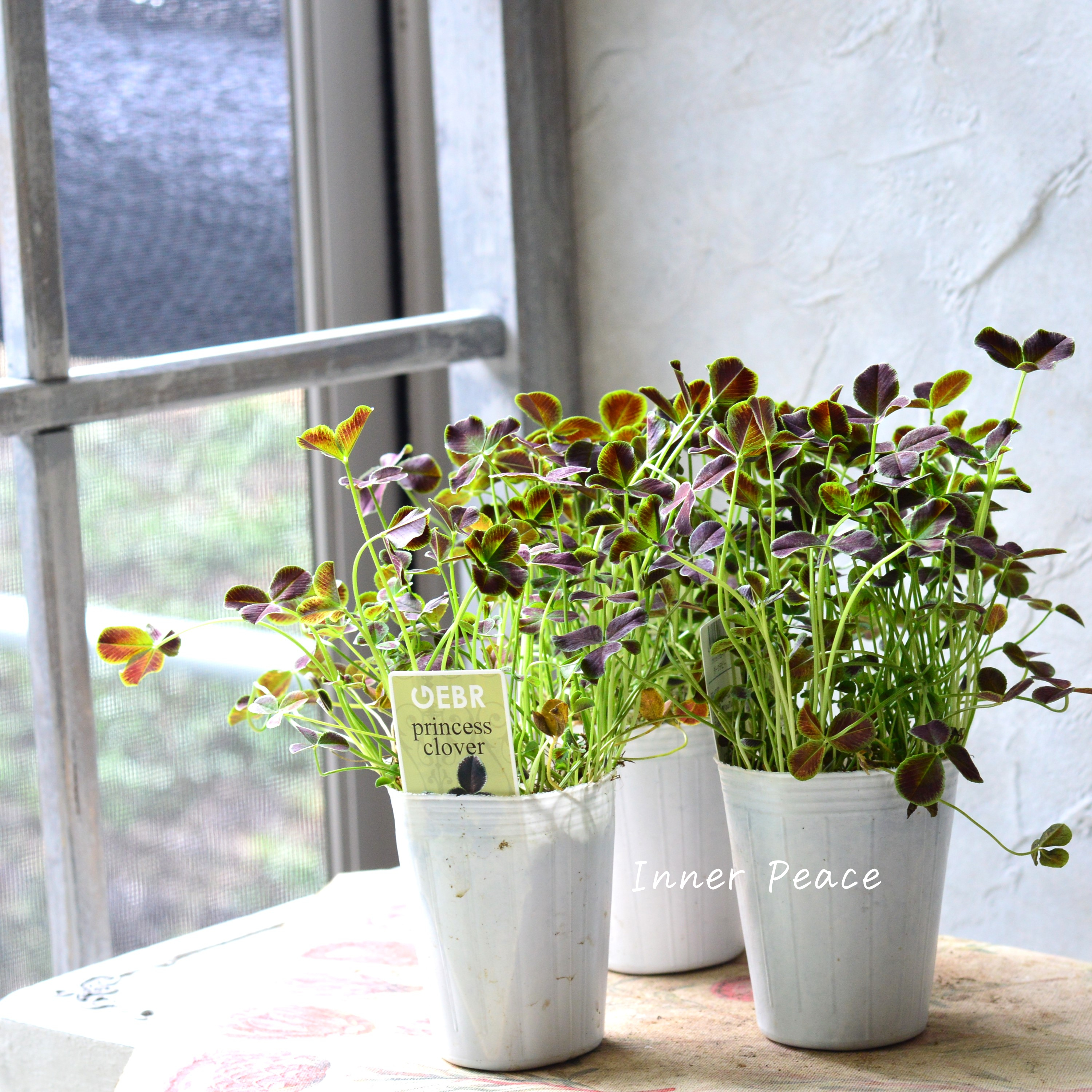 【ゲブラさん】 プリンセスクローバー 『ダークデビー』 2.5寸ロングPOT