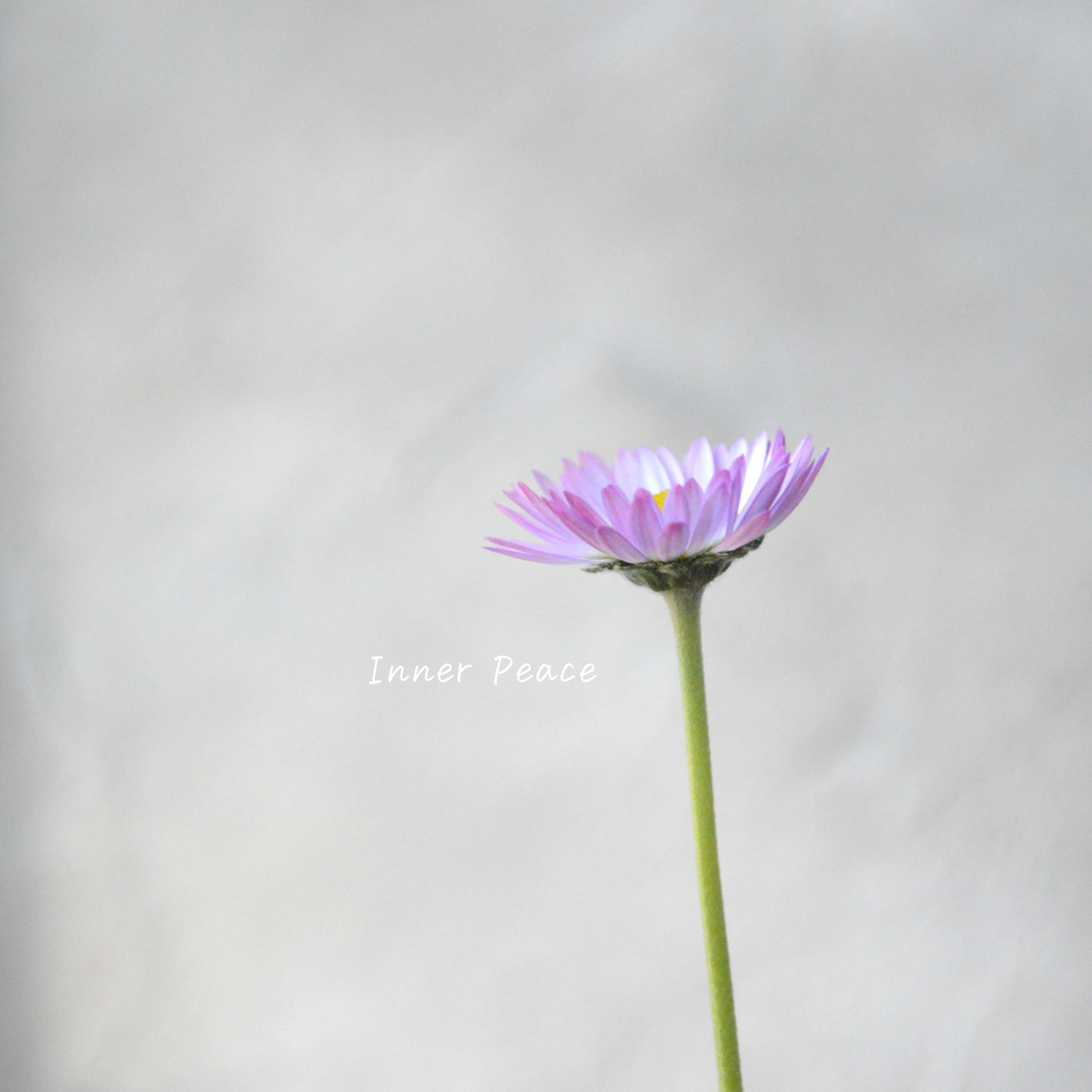 【見元園芸さん】 デージー 『ラベンダードリーム』 3寸POT