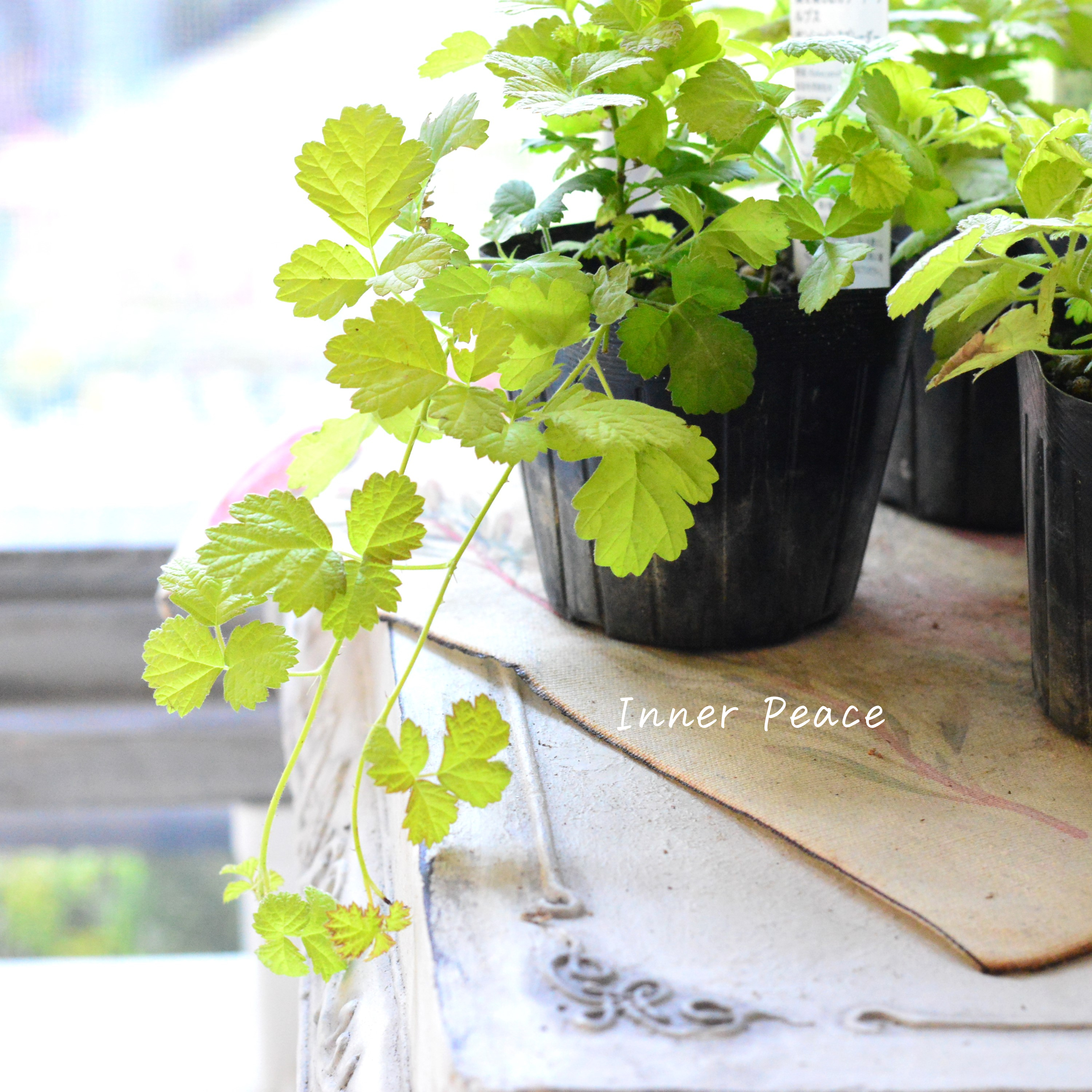 【オシャレ】 ルブス 『サンシャインスプレーダー』 3寸POT