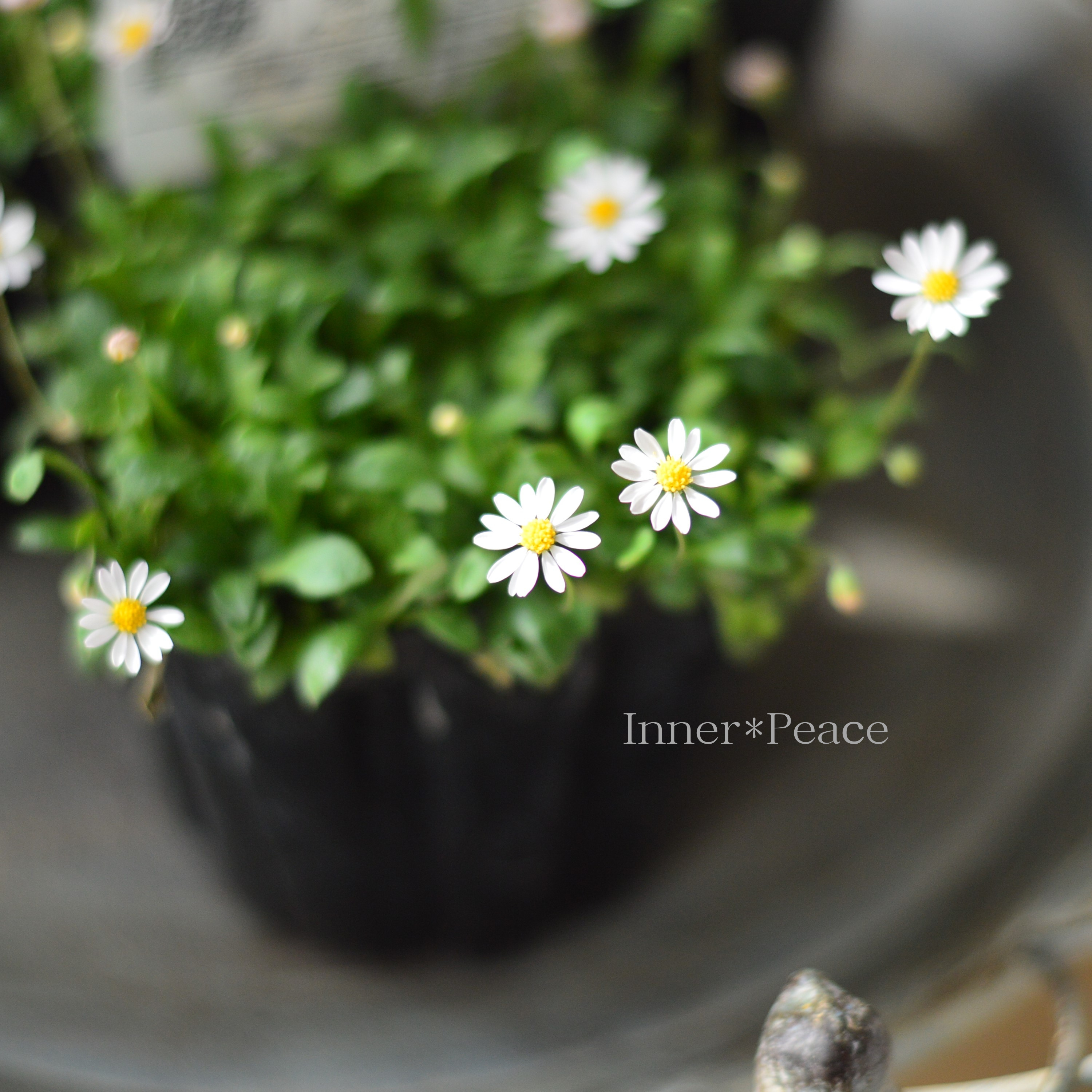 【かわいい】 ペビリアンデージー 3.5寸POT
