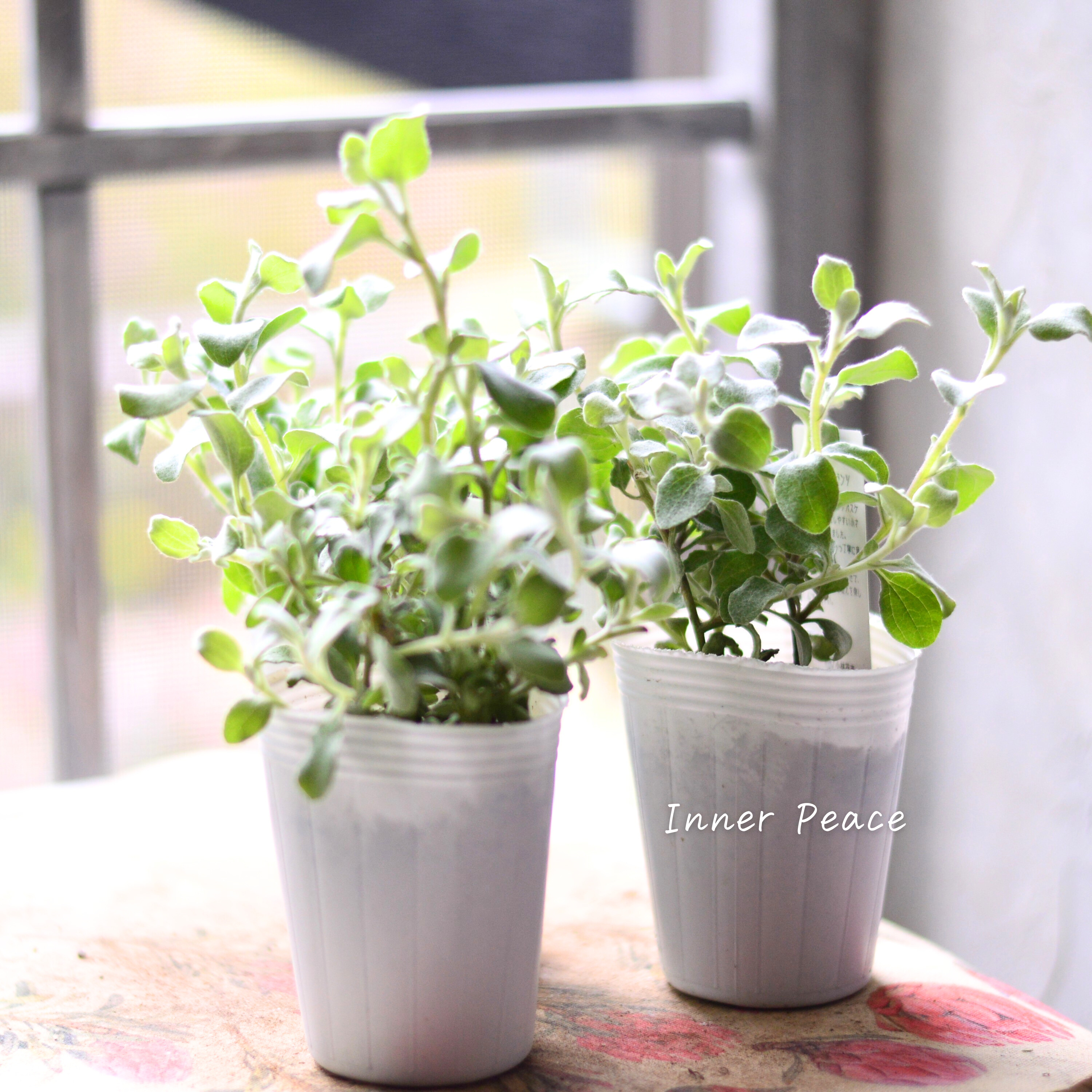 【2分割できる】 ヘリクリサム 『ペティオラレ』 3寸POT