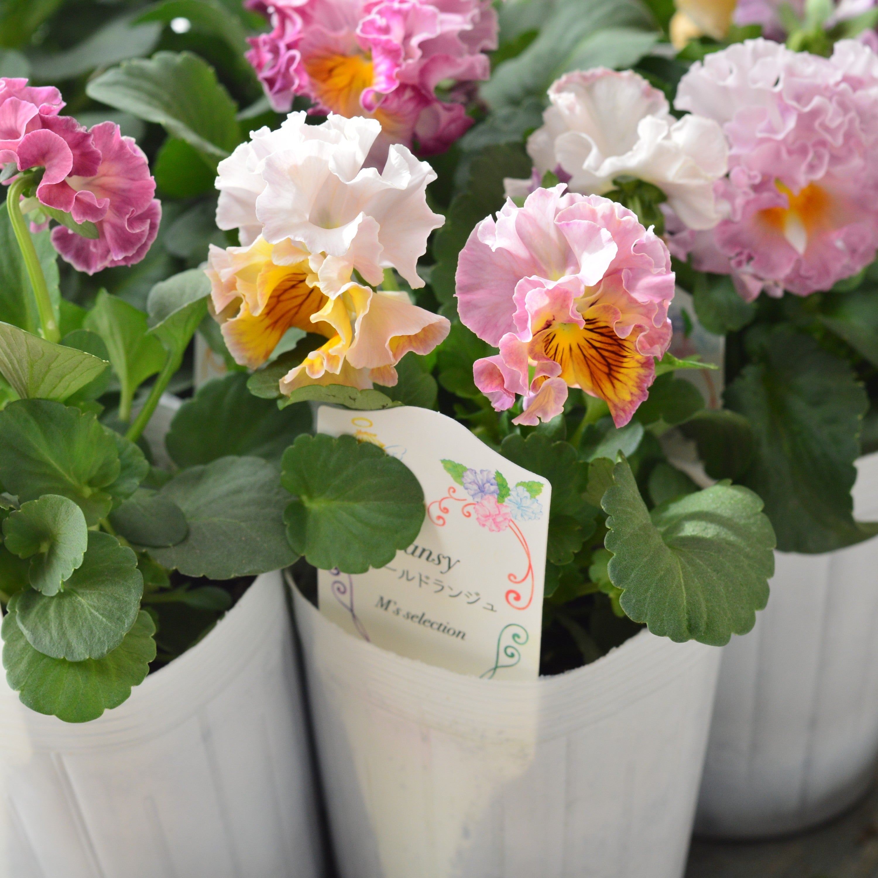 【松原園芸さん】 パンジー 『スリールドランジュ・ピンク系』 3寸POT