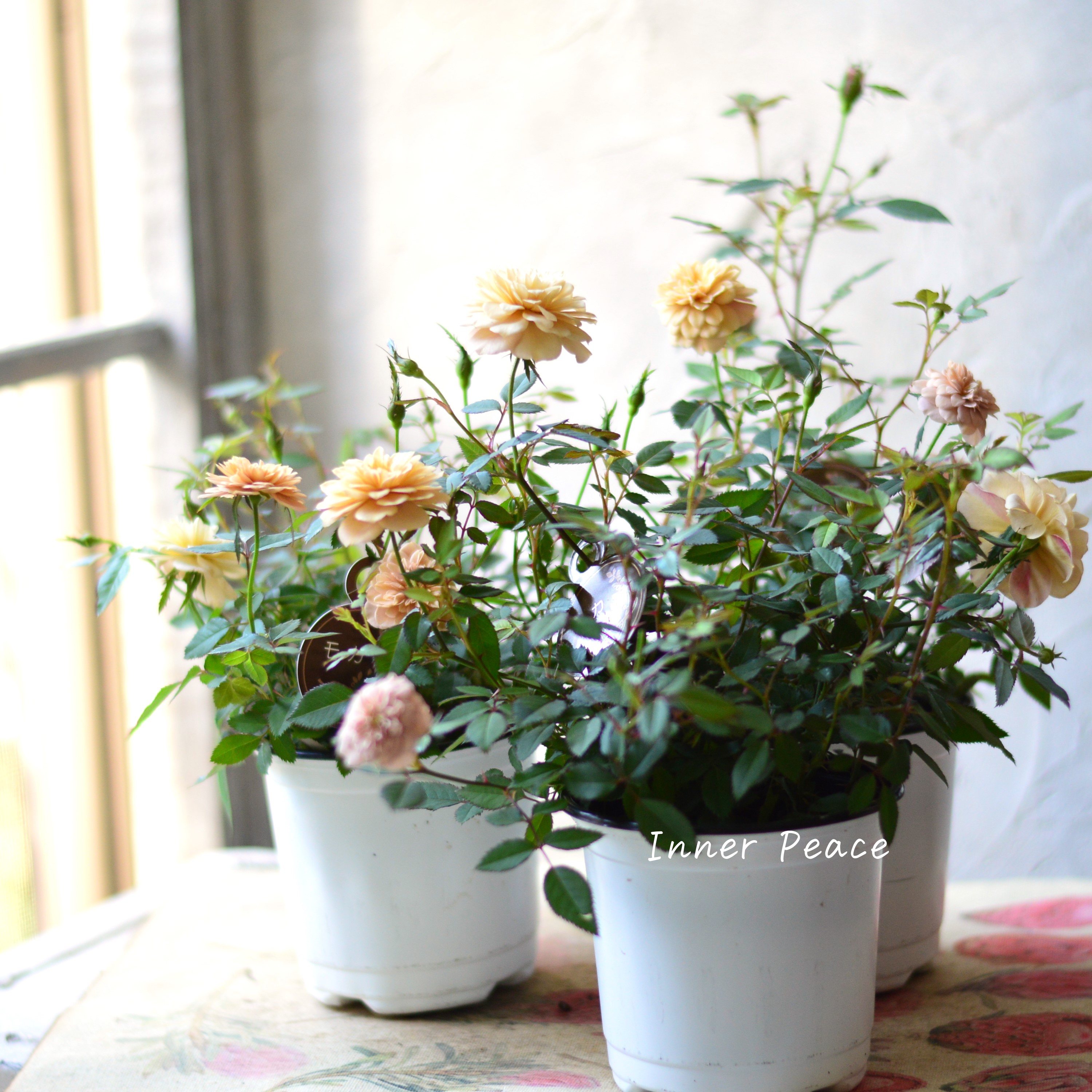 【アンティーク】 ミニ薔薇 『モカ』 3.5寸POT