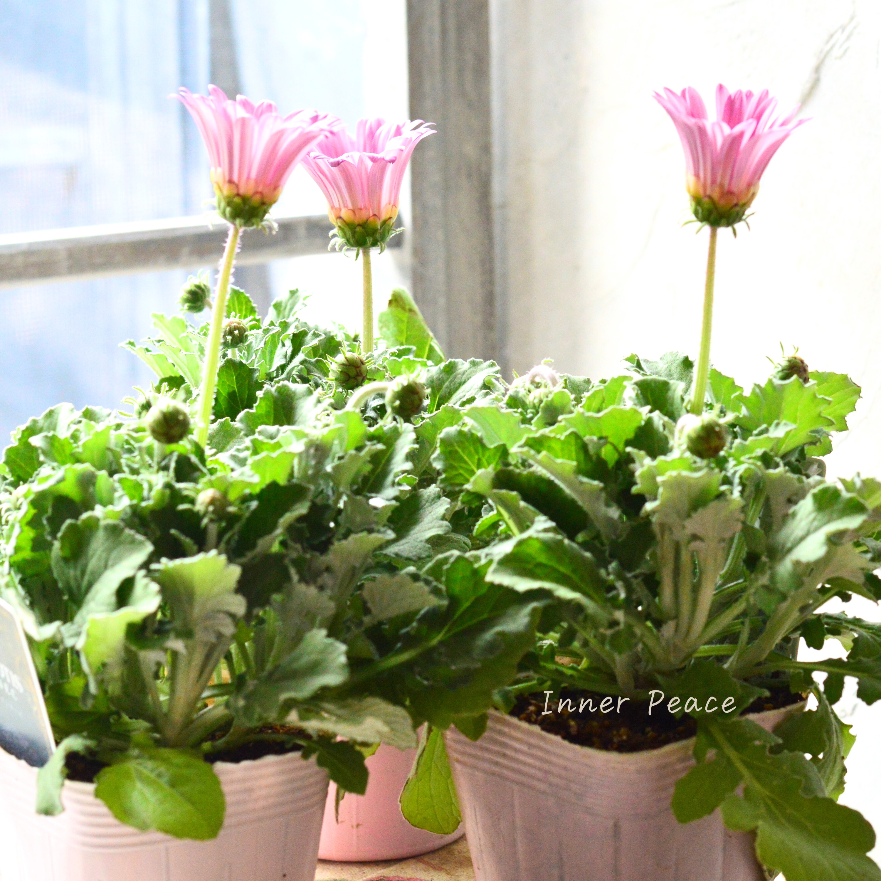 【かわいい】 アークトチス 『マジックシリーズ・ピンク』 3.5寸POT