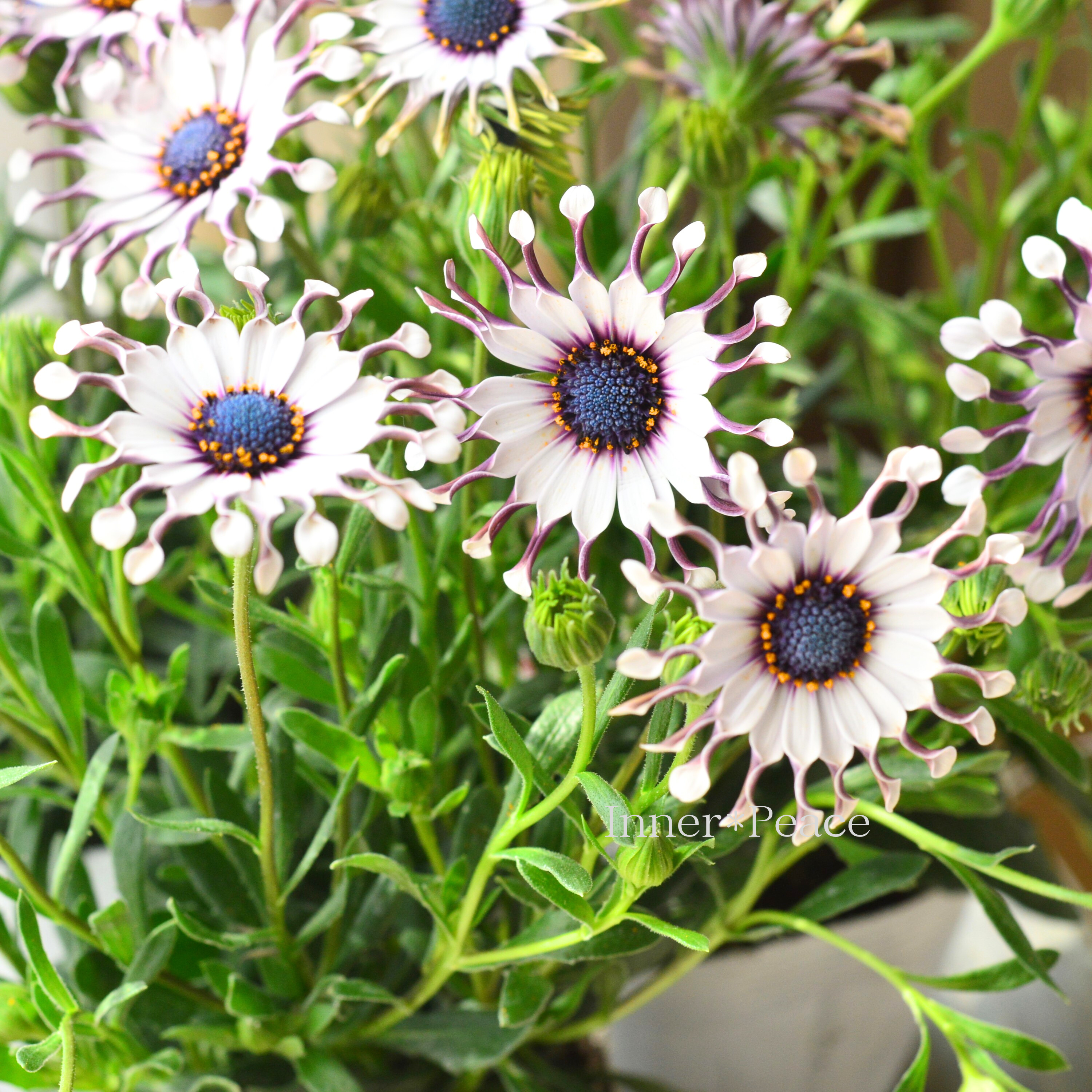 【個性的】 オステオスペルマム 『サニー・フィリップ』 3.5寸POT