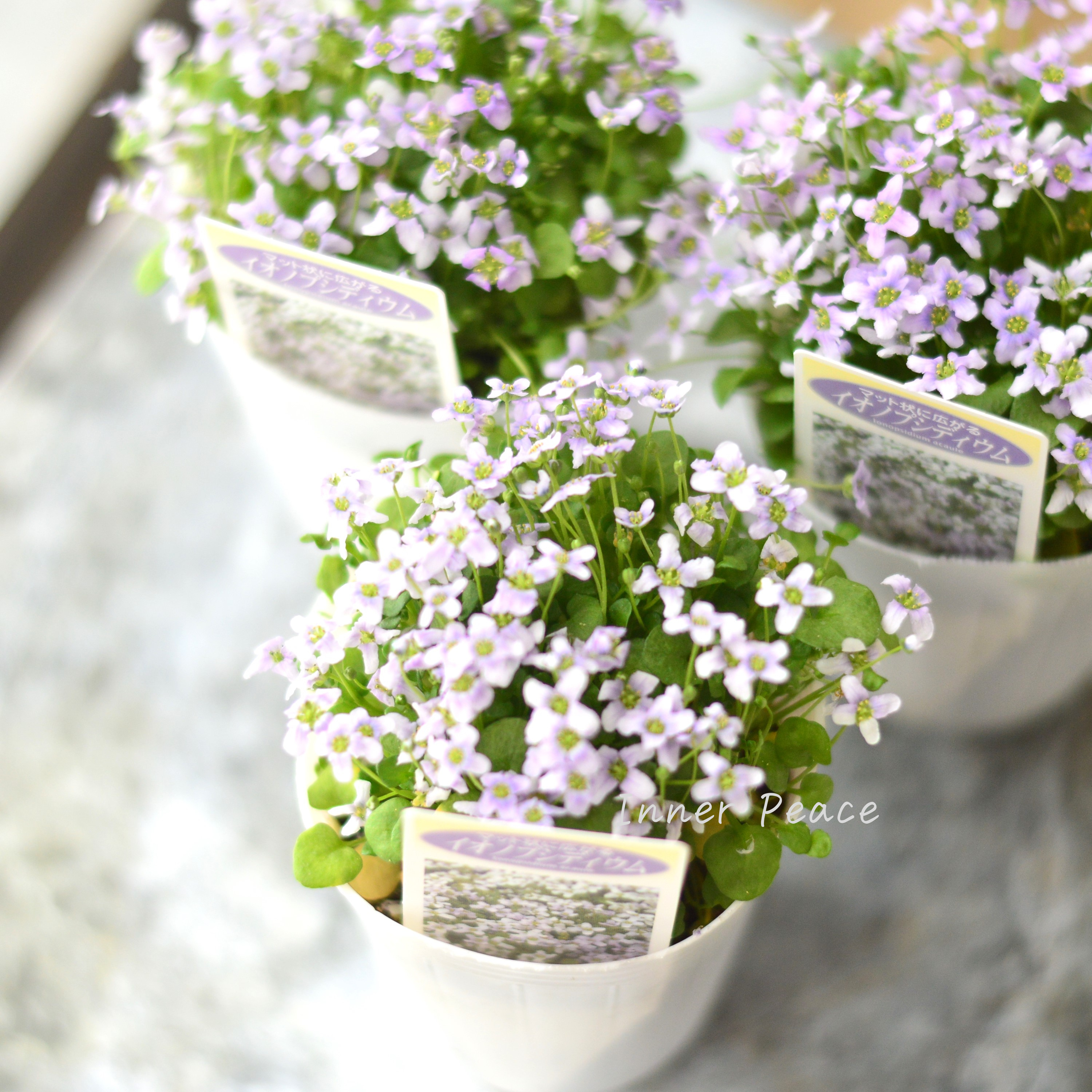 【かわいい】 イオノプシディウム 2.5寸POT