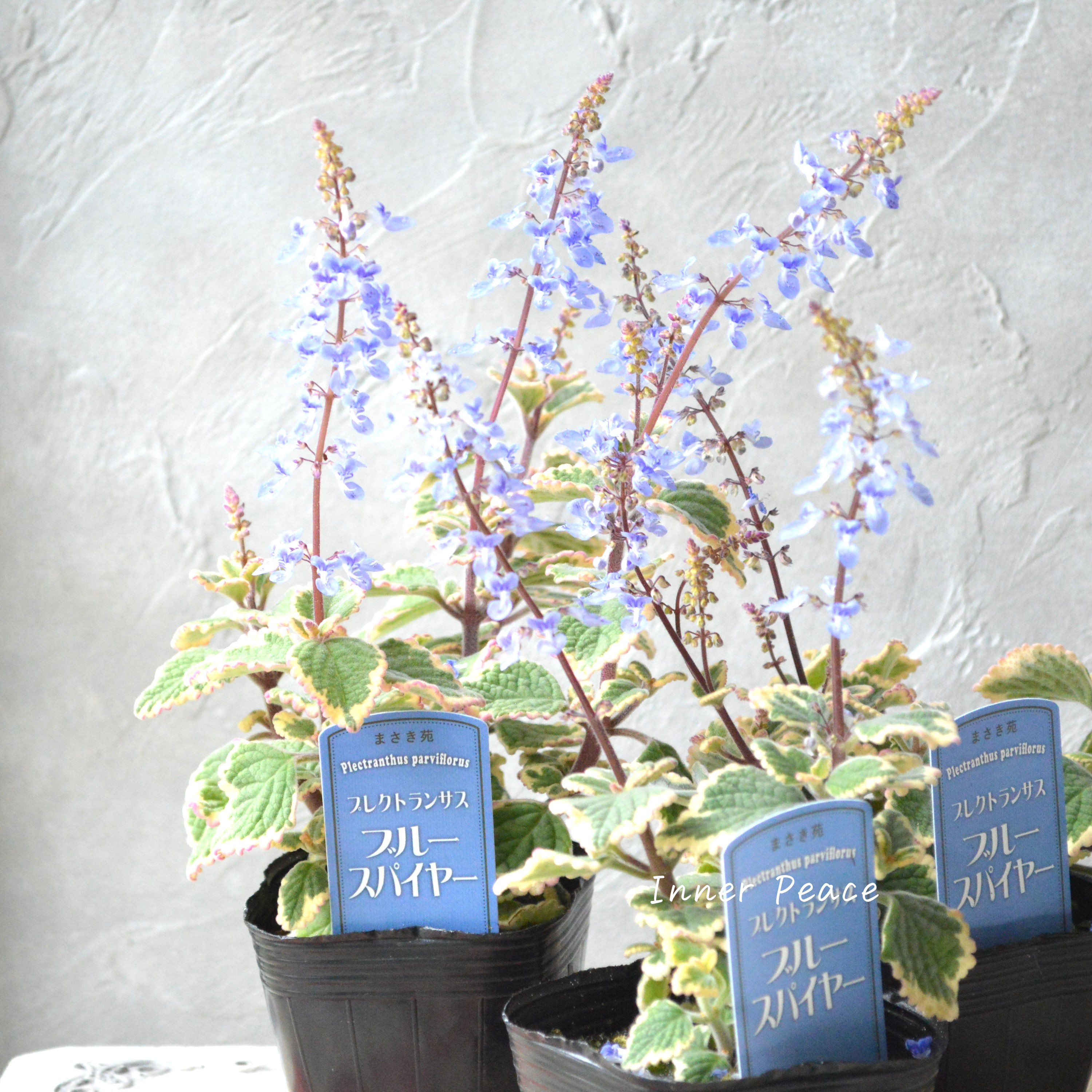 【美しい】 プレクトランサス 『ブルースパイヤー』 3寸~3.5寸POT