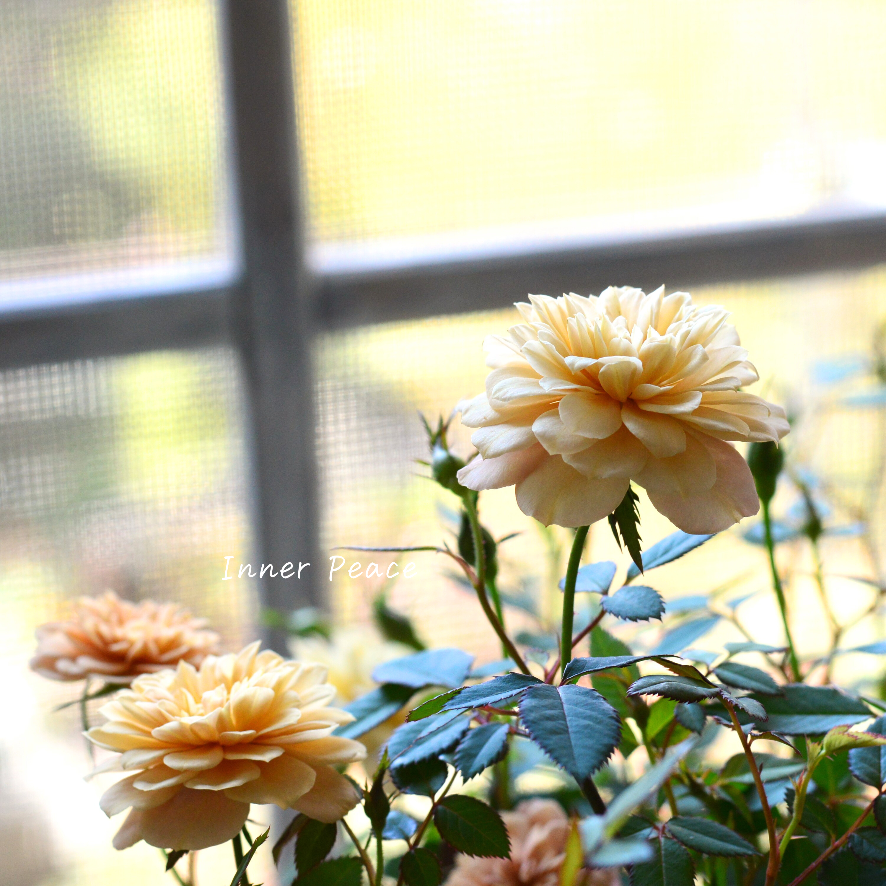 【アンティーク】 ミニ薔薇 『モカ』 3.5寸POT