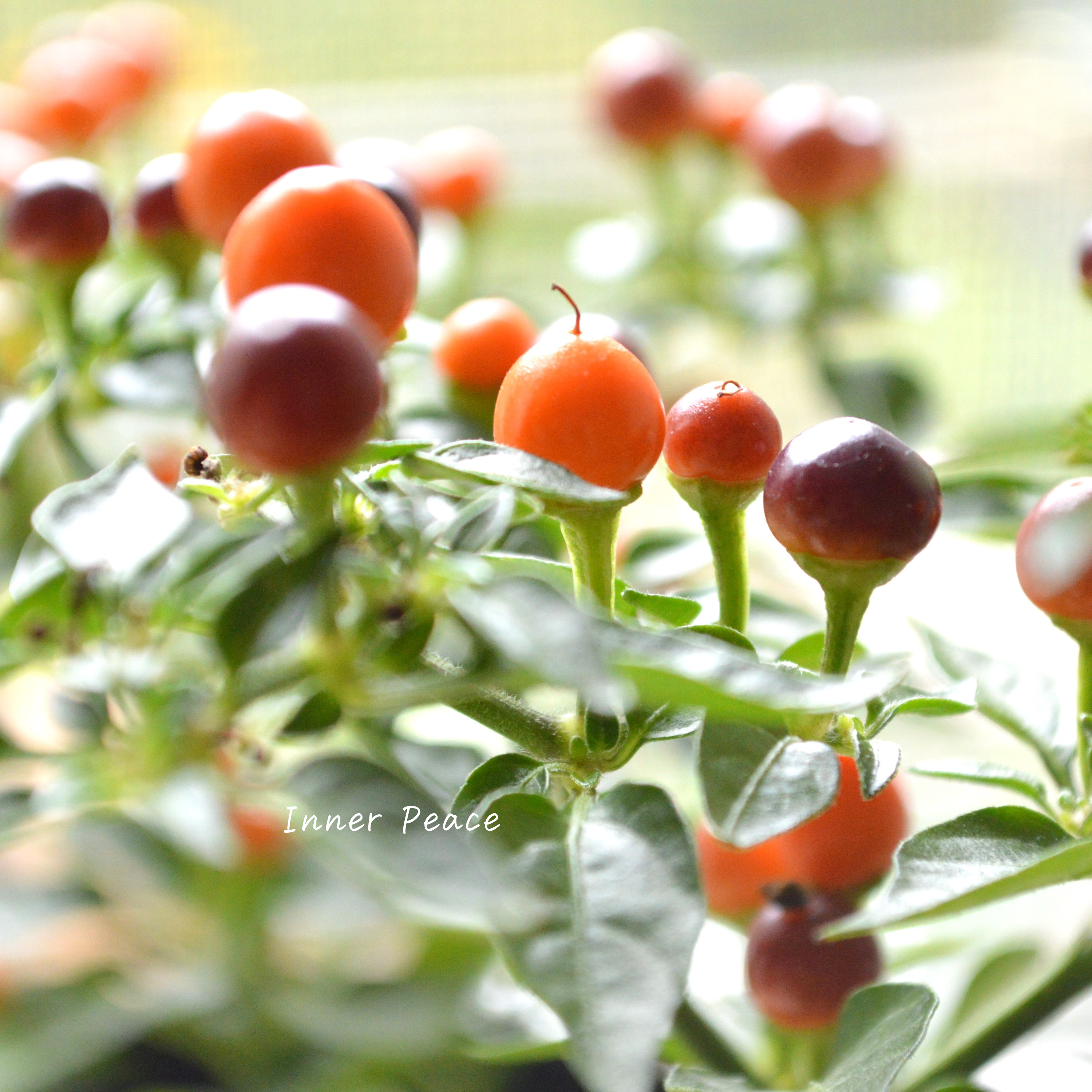 【暑さに強い】 トウガラシ 『パープル』 3寸POT