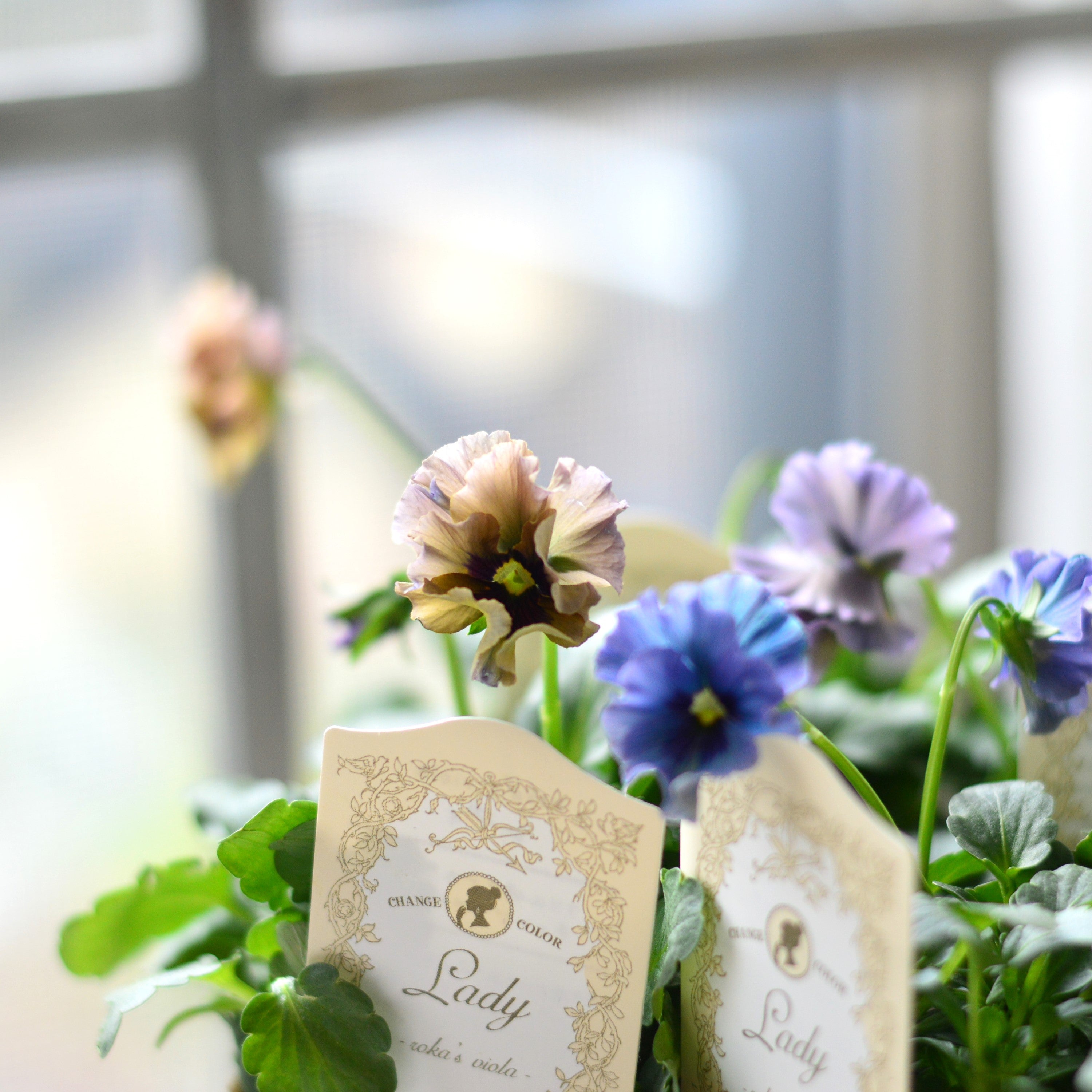 【希少】 石川園芸さんビオラ 『レディ』 3寸POT