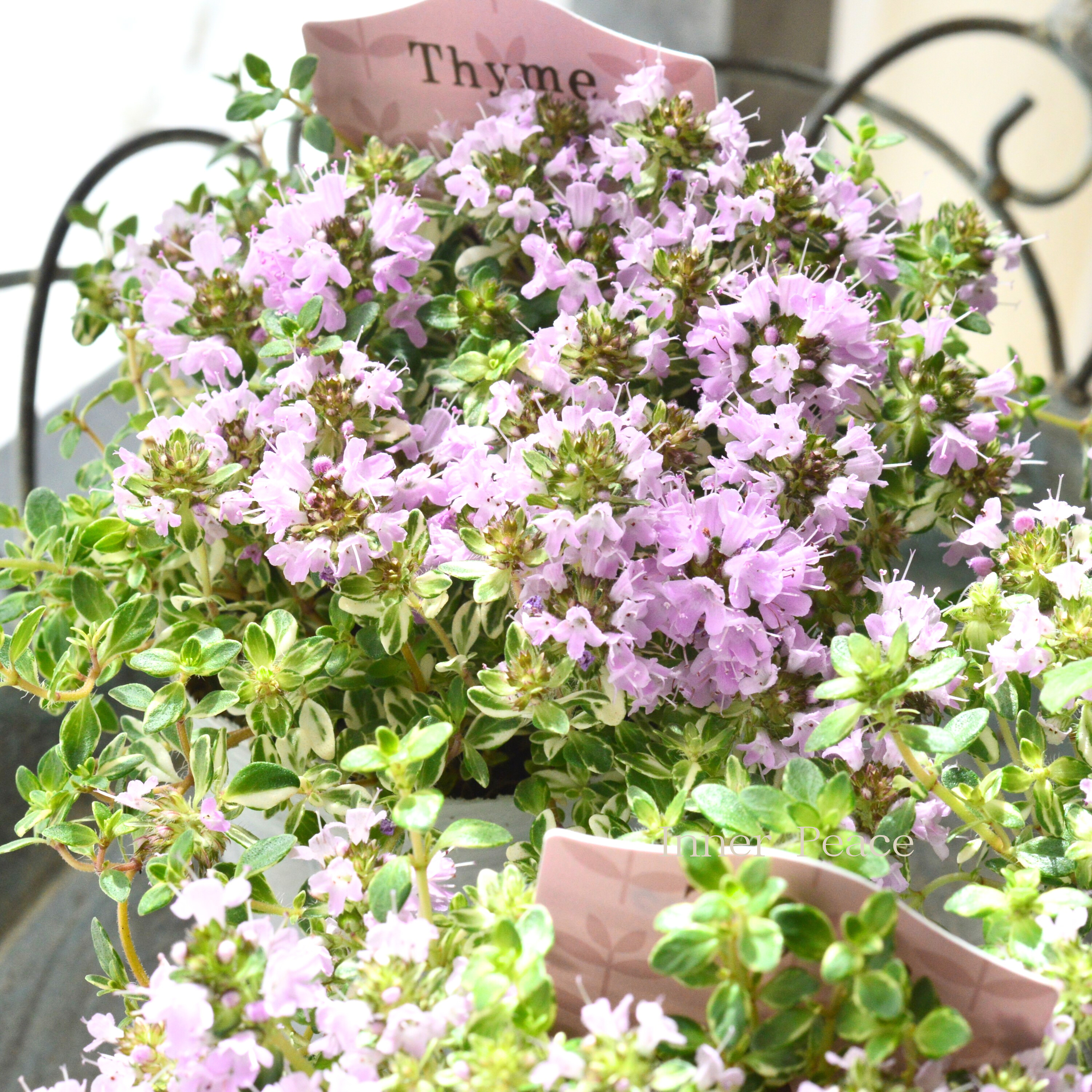 【斑入り】 イブキジャコウソウ 3寸ロングPOT