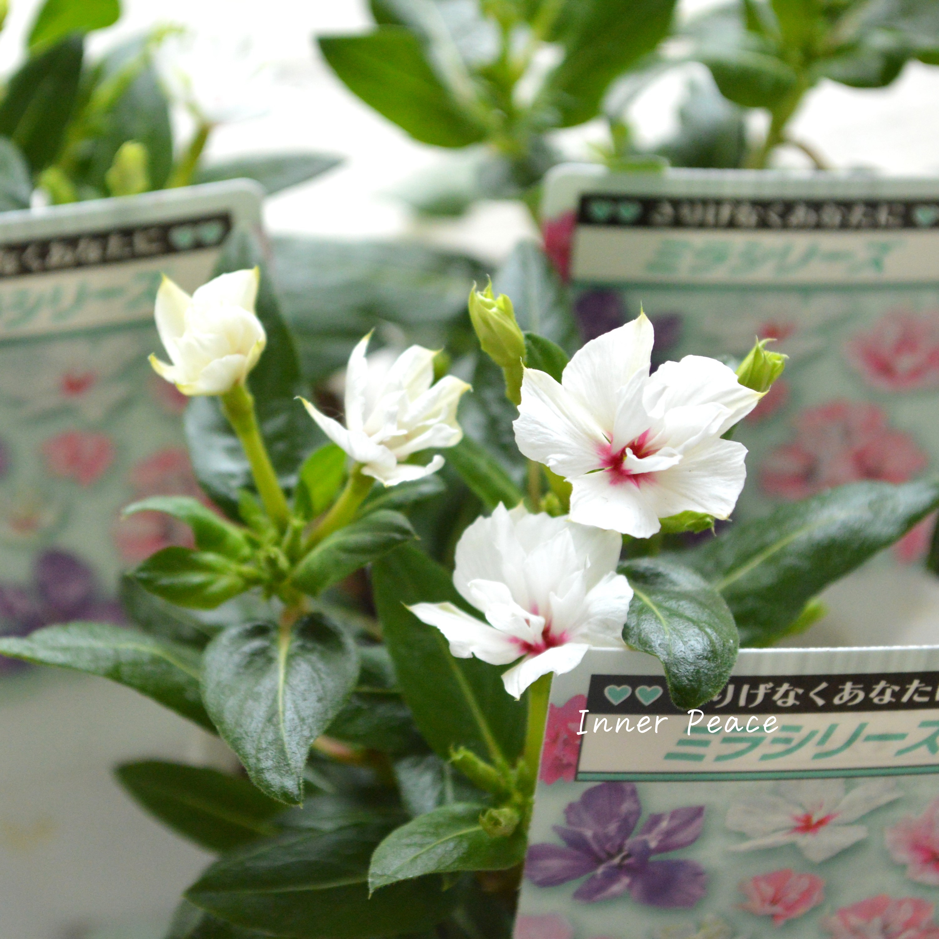 【北島園芸さん】 ニチニチソウ(八重咲き) 『ミラシリーズ・ユニコーン』 3.5寸POT