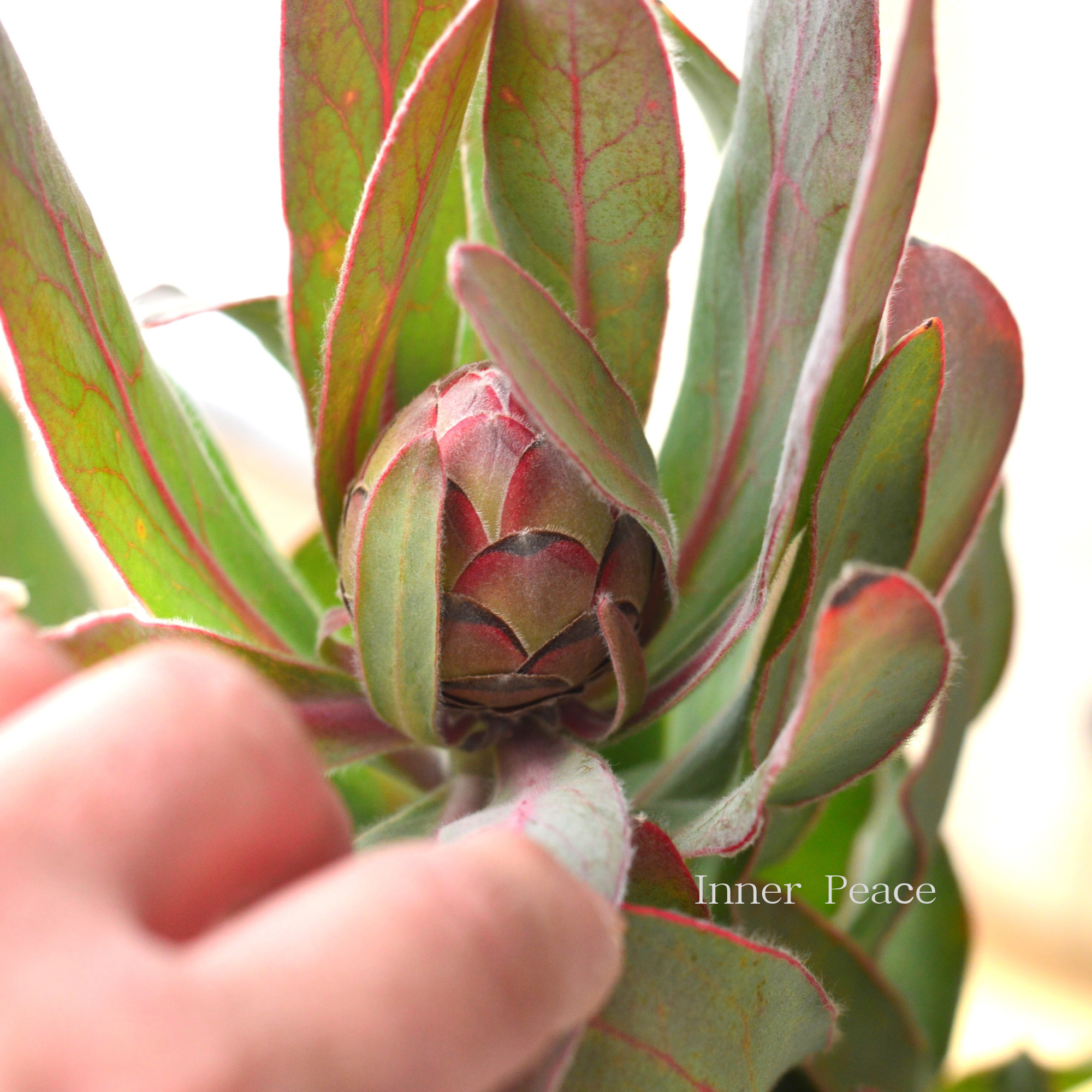 【希少】 限定1鉢! プロテア 『シルビア』 7号鉢