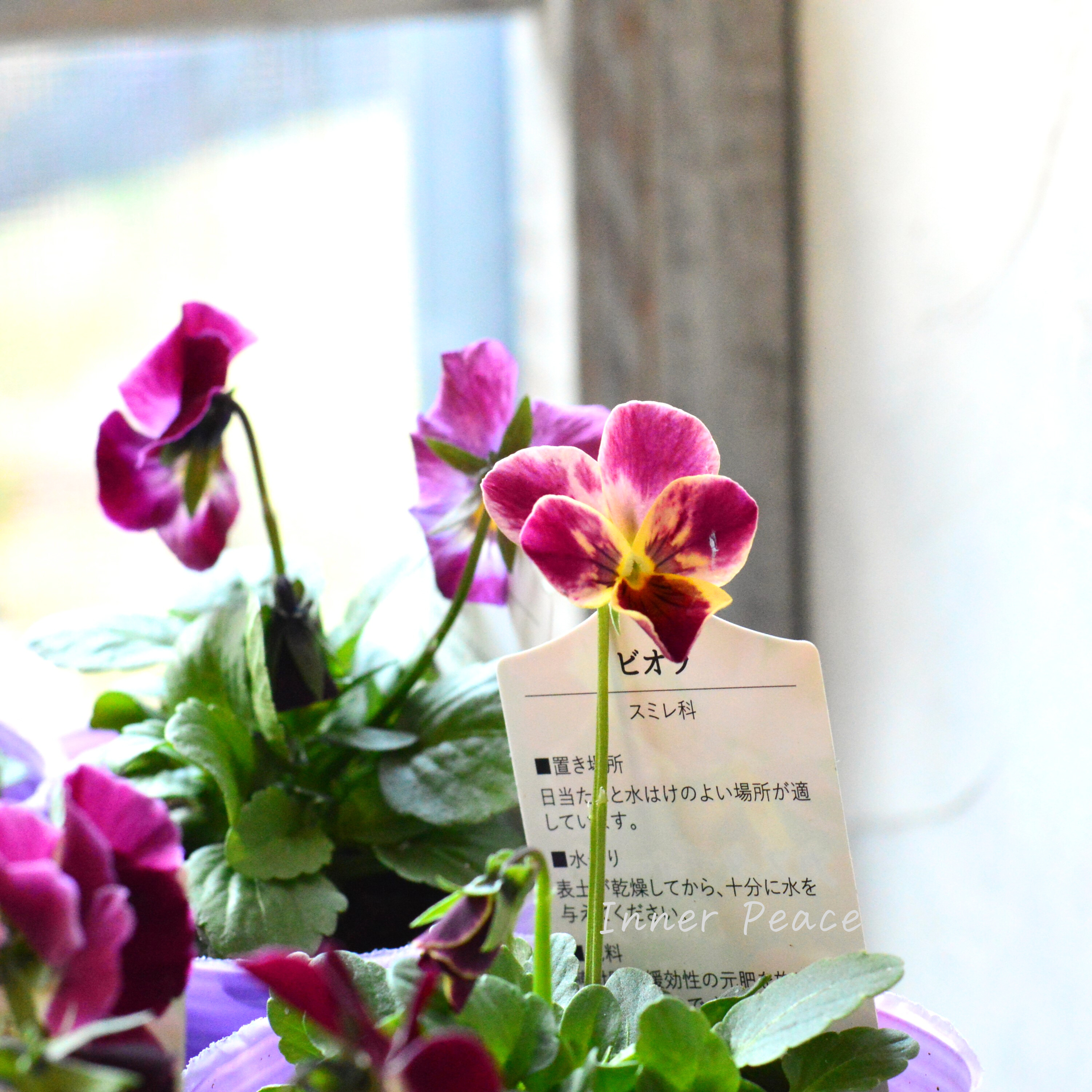 【花夢園芸さん】 ビオラ 『カスタディーヴァ』 3寸ロングPOT