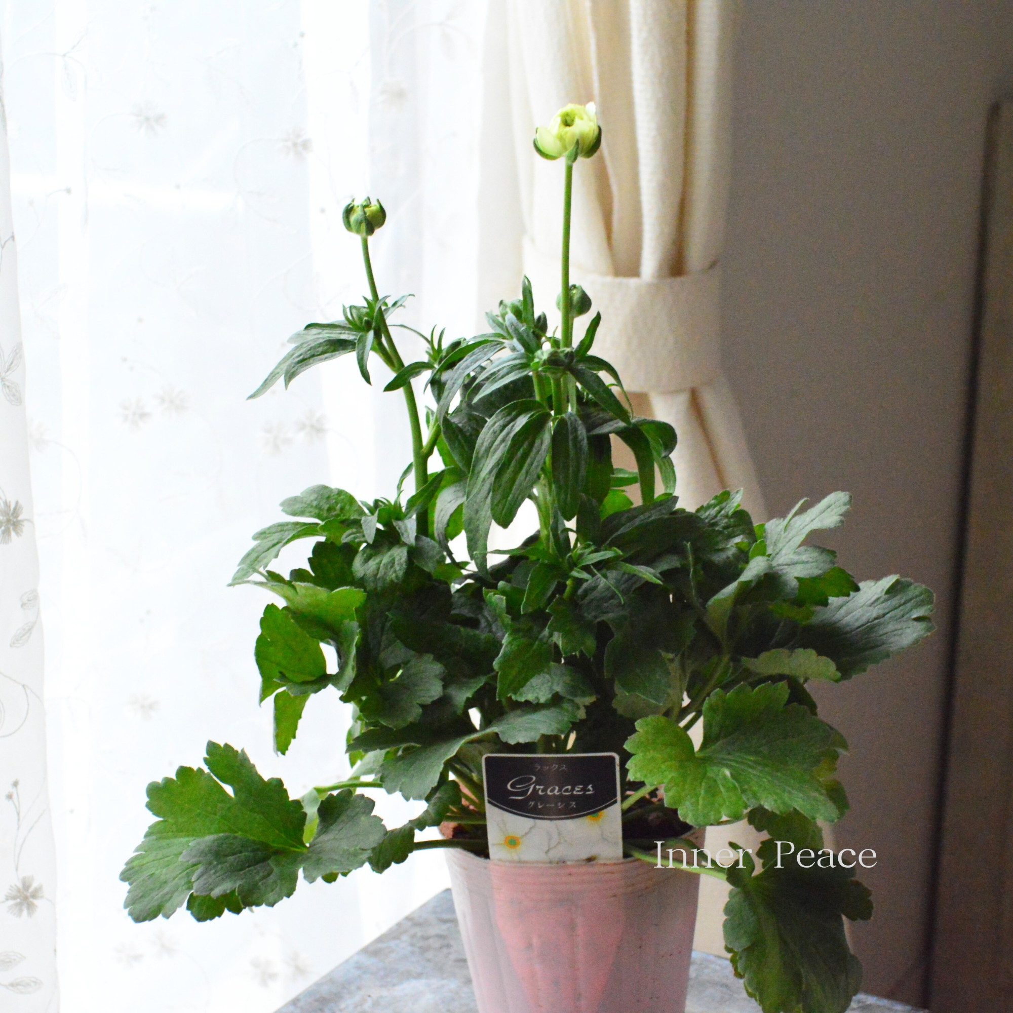 【美しい】 ラナンキュラス・ラックス 『グレーシス』 4寸POT