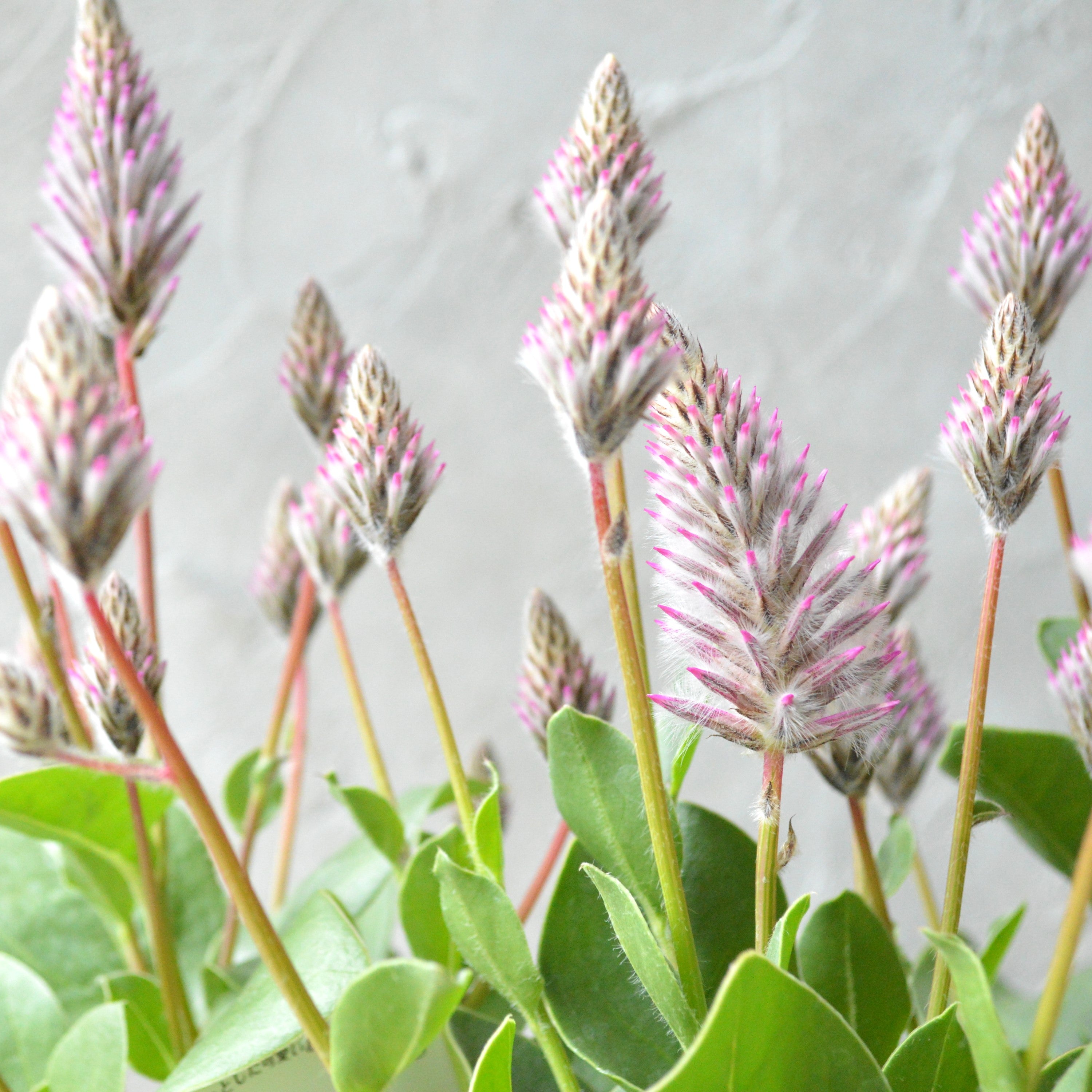 【個性的】 プティロータス 『エクサルタツス・ジョーイ』 3.5寸POT