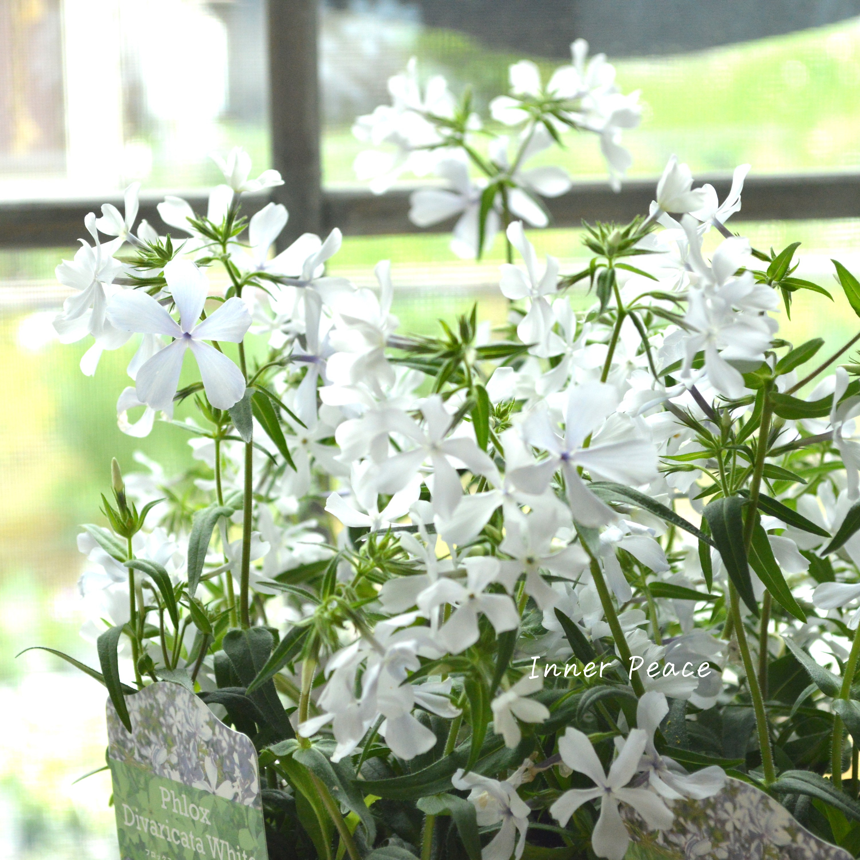 【宿根草】 フロックス 『ディバリガータ・ホワイトパフューム』 3寸POT