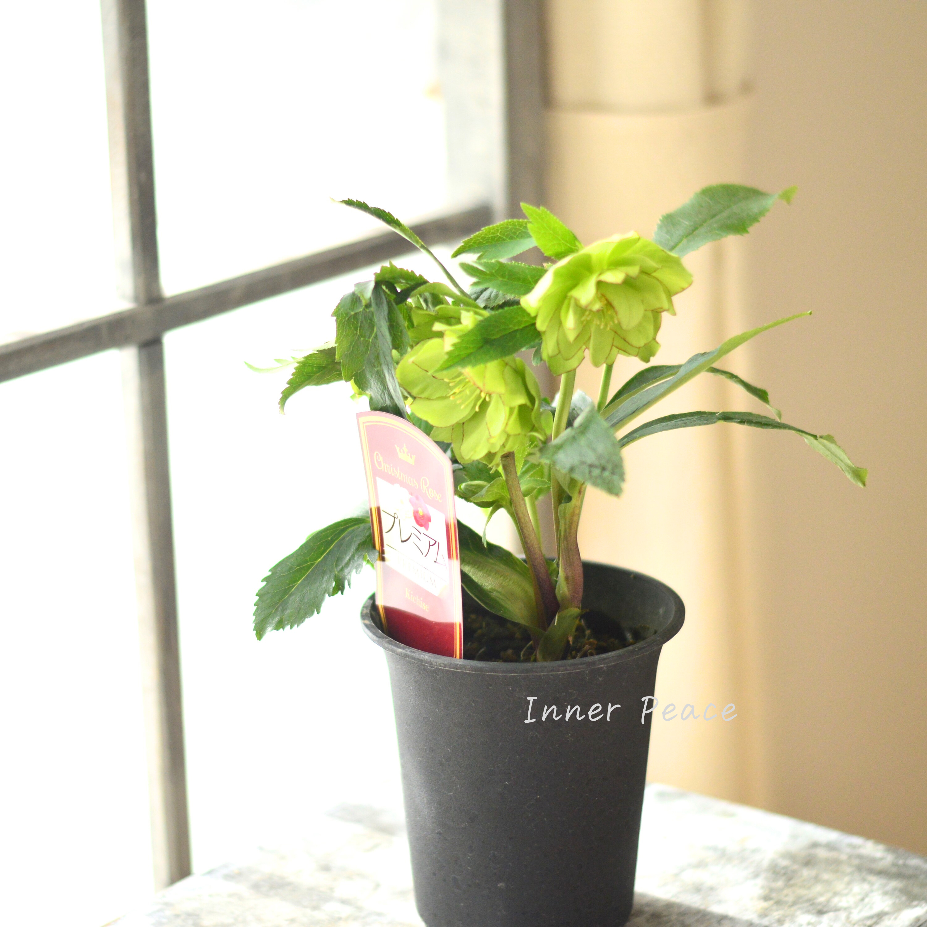 【希少】 吉瀬園芸さんのクリスマスローズ 『プレミアム・ダブル A』 4寸鉢