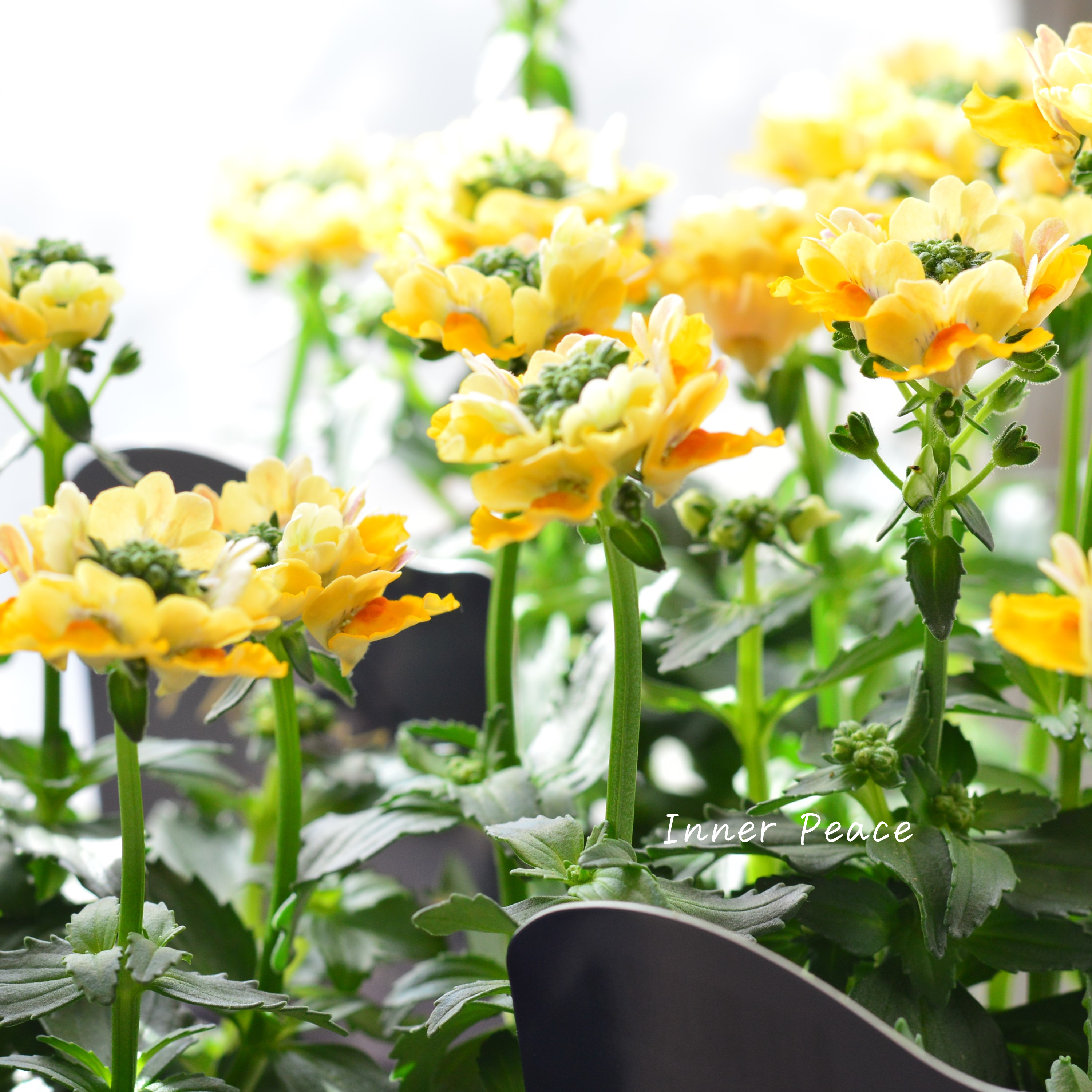 【花芳さん】 ネメシア 『マリー・マリブオレンジ』 3.5寸POT